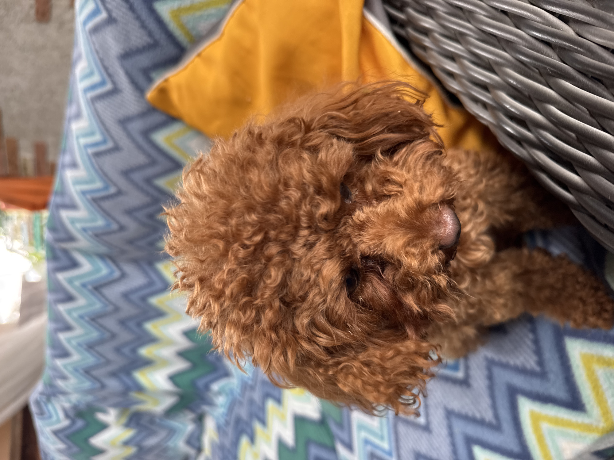 A brown toy poodle is seated on a wicker chair next to a yellow cushion and a blue, green, and white zigzag patterned blanket. The dog's fur is curly and it is looking down. The background is blurred and appears to be outdoors, possibly on a patio or balcony. There is no indication of the city of Bersenevka, Russia.