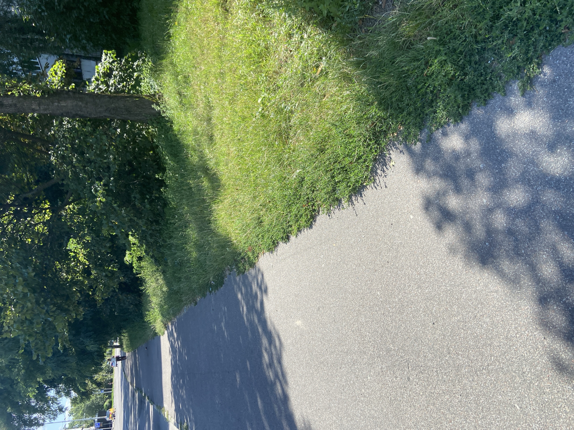 The image depicts a paved walkway running alongside a strip of grass and a line of trees. In the background, there is a street with a few cars and a person walking on the sidewalk. The sun is casting shadows from the trees onto the walkway and grass, indicating it is daytime. The overall environment suggests an urban or suburban setting with greenery.