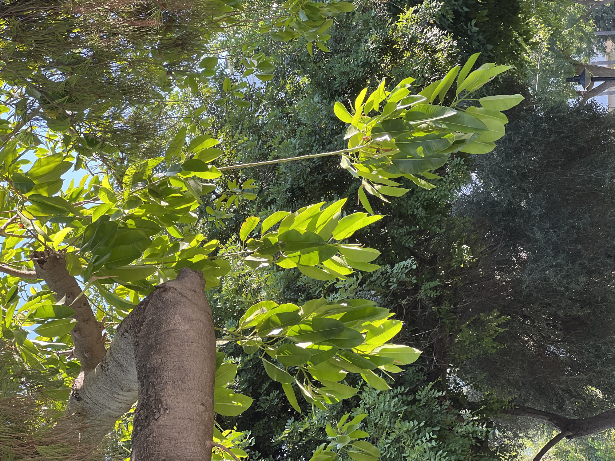 This image captures a close-up view of branches and leaves of trees, with a thick, gnarled tree trunk prominent in the foreground. The leaves are a vibrant green, some catching the sunlight and appearing translucent. In the background, a dense canopy of other trees creates a lush, green backdrop. The lighting suggests it is daytime, with sunlight filtering through the foliage. There is no indication of the city of Antalya, Turkey, nor are there any people or specific objects that would place it there. The scene is a natural, outdoor environment dominated by vegetation.
