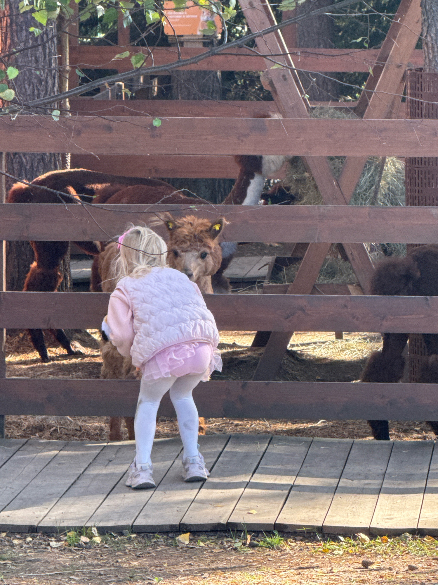 In Okhtinskiy Park, Russia, a young girl with blonde hair and a pink quilted vest over a pink tutu and white tights stands on a wooden platform, facing away from the camera. She is looking towards a wooden enclosure where several alpacas are visible. One alpaca, a light brown color, is close to the fence, with its head and neck extended towards the girl. Other alpacas, darker brown, are partially visible within the enclosure, some lying down and others standing. The enclosure is made of rough-hewn wooden planks. The ground around the platform is covered in dry grass and pinecones, suggesting an outdoor, possibly forested, park environment. Sunlight dapples through the trees and the wooden structure, creating patterns of light and shadow on the platform and within the enclosure.