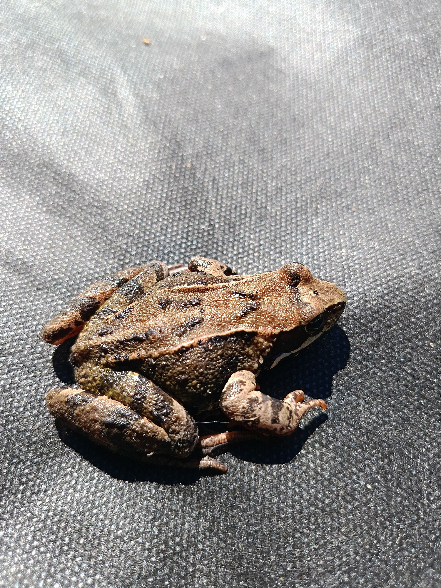 A frog is seen on a dark, textured surface, possibly a fabric or tarp, under bright sunlight. The frog is brown with darker markings and is positioned in the lower left portion of the frame, facing to the right. The background is out of focus and appears to be a continuation of the dark surface, with highlights indicating the texture. There is no indication of the city of Nesvizh, Belarus.