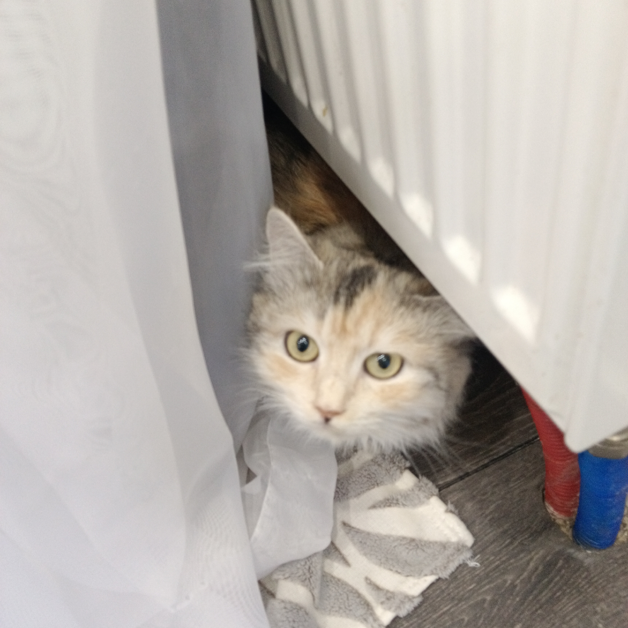 A calico cat with wide, alert green eyes is partially hidden behind a white curtain and a white radiator. The cat's face is the central focus, with its fur a mix of cream, grey, and black patches. It is peeking out from a dark space between the curtain and the radiator. Below the cat, a striped grey and white fabric lies on a dark wooden floor. To the right of the radiator, two pipes are visible, one red and one blue. The scene appears to be indoors, possibly in a residential setting, though no specific location within Samara, Russia, can be identified from the image.