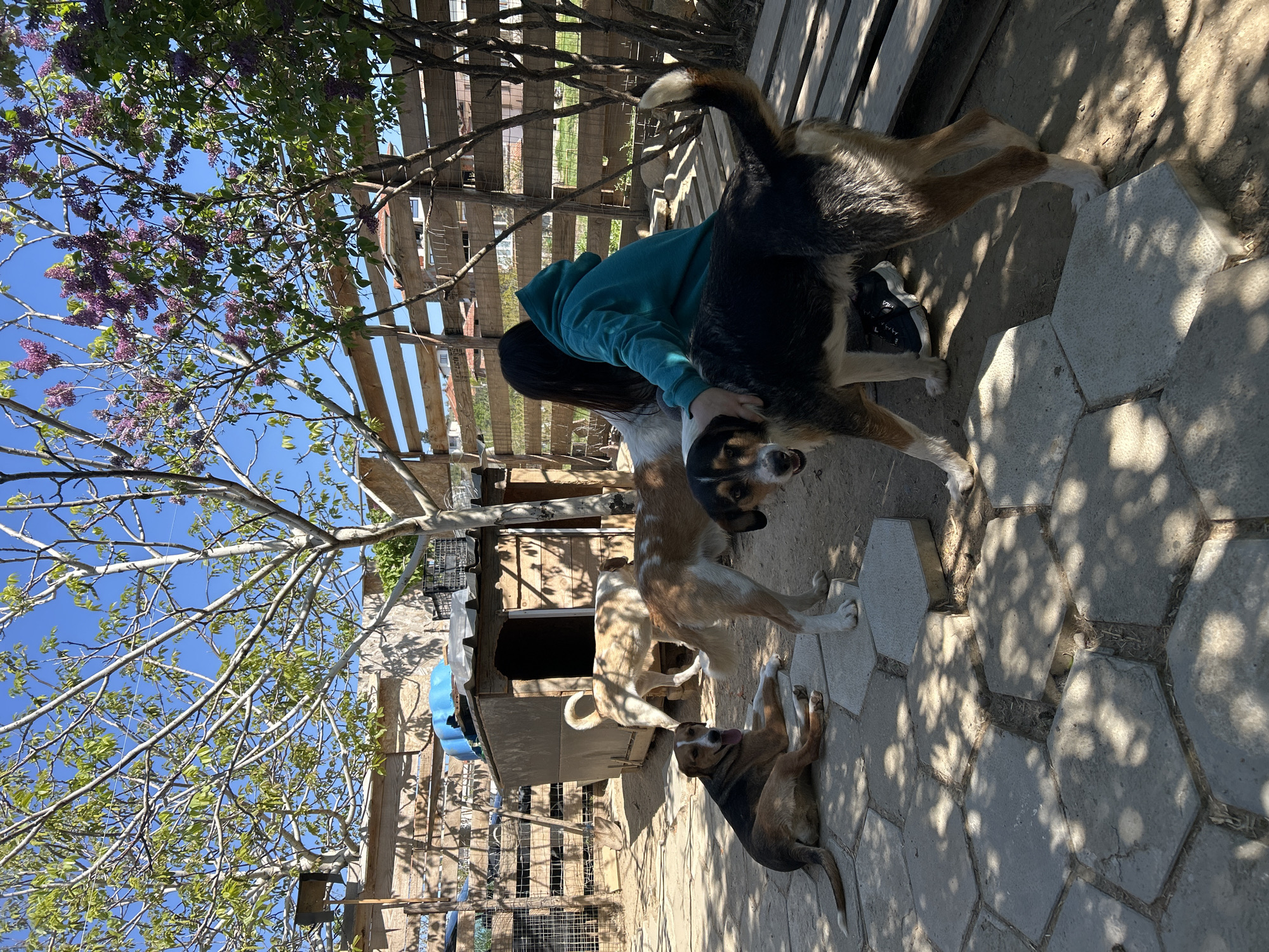 A woman in a green hooded sweatshirt is seen petting a black, brown, and white dog. Three other dogs are also present. One dog is lying down on a concrete path made of hexagonal stones. Two other dogs are standing. A wooden fence, a tree with purple blossoms, and a dog house are visible in the background. The location appears to be an outdoor space.