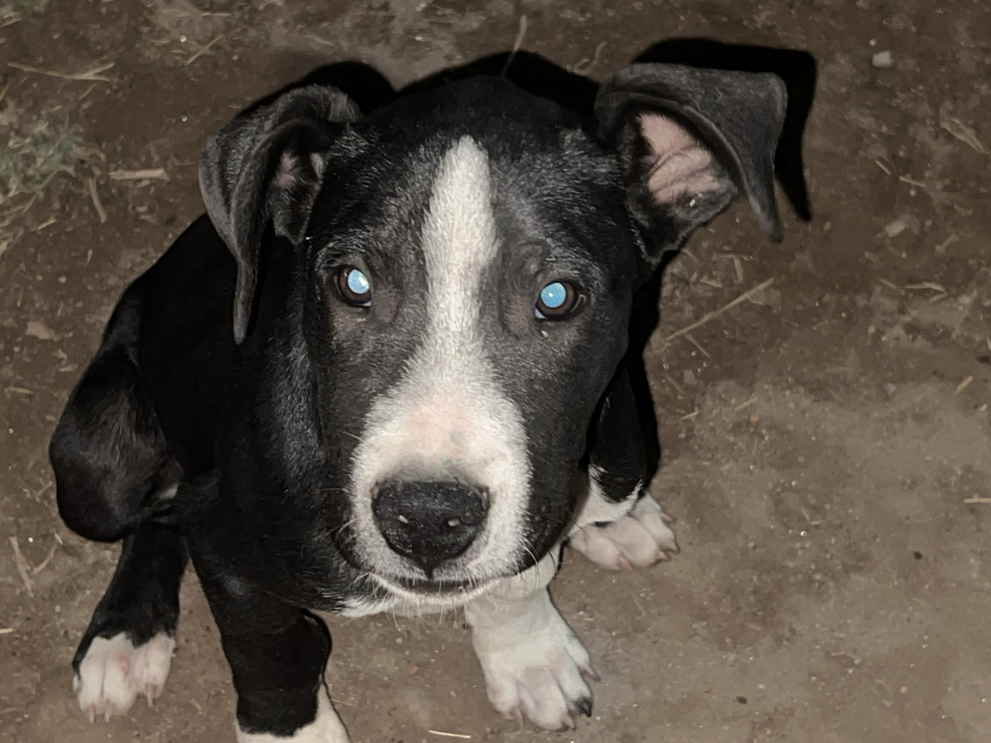 A close-up, high-angle, medium shot depicts a black and white dog with a white blaze on its forehead and white paws. The dog's eyes are light blue. The animal is sitting on a dirt ground. The image was likely taken outdoors in Sumalao, Argentina.