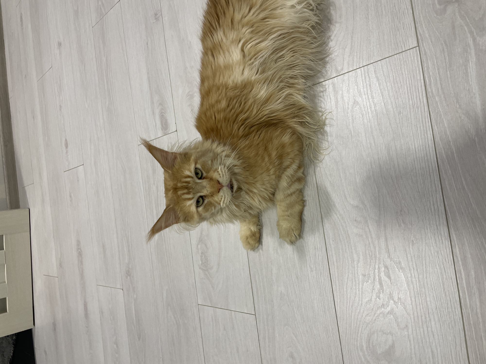 An orange Maine Coon cat is lying on a light-colored wooden floor. The cat has green eyes and a long, fluffy coat. Its front paws are visible and resting on the floor. The background shows a portion of a white door and a grey rug. The scene is indoors.