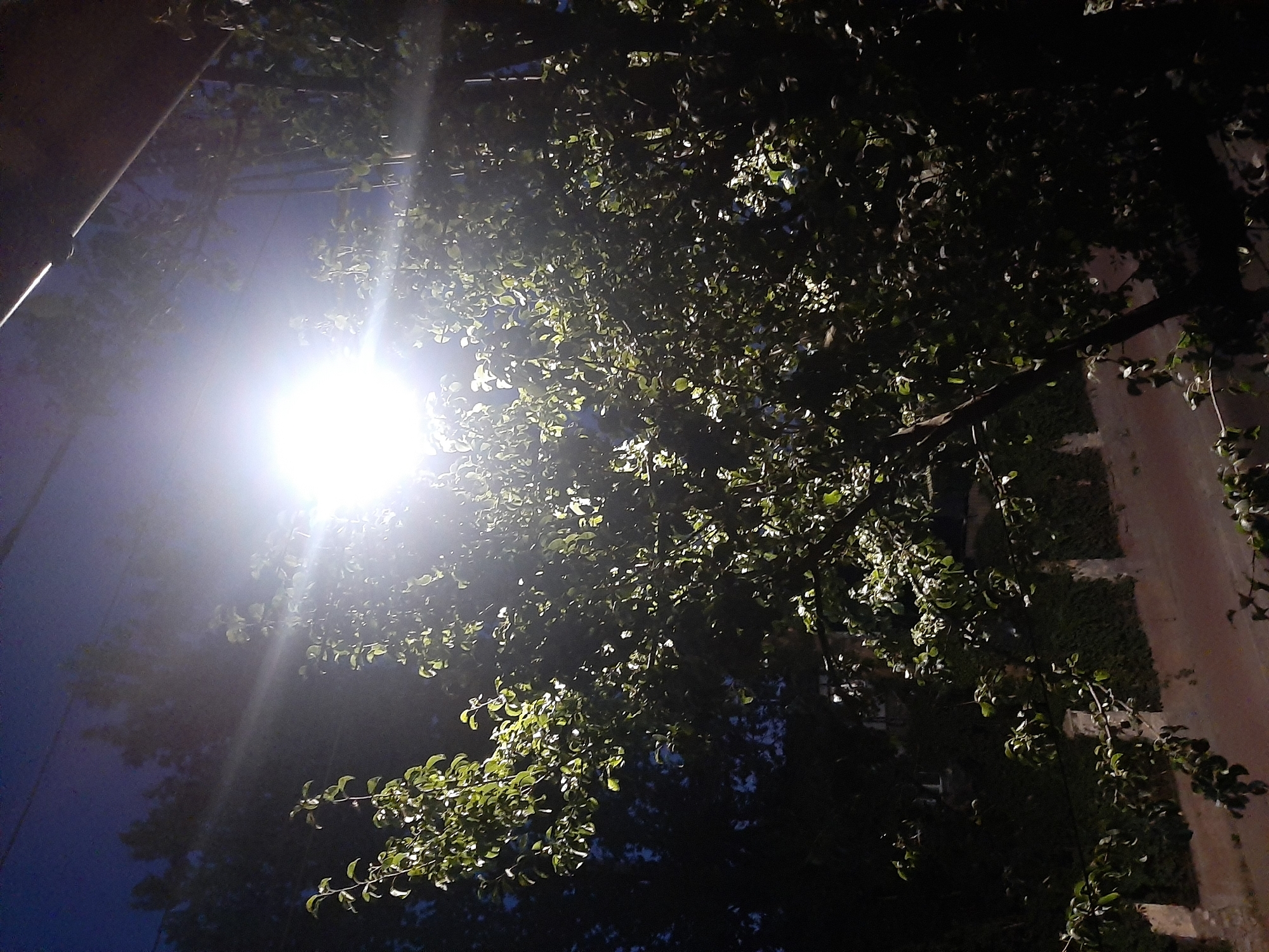 The image depicts a nighttime scene with a bright street lamp illuminating a leafy tree. The lamp is positioned in the upper central portion of the frame, casting a strong glare and creating lens flare effects. Branches and leaves of the tree are visible, with some leaves catching the light and appearing bright green, while others are silhouetted against the darker sky. In the background, a dark sky is visible, with faint outlines of other trees and possibly structures. Below the tree, a fence with stone pillars and ivy-covered sections can be seen, bordering a pathway or road. The overall impression is an urban or suburban outdoor setting at night, illuminated by artificial light. No people or specific actions are depicted.