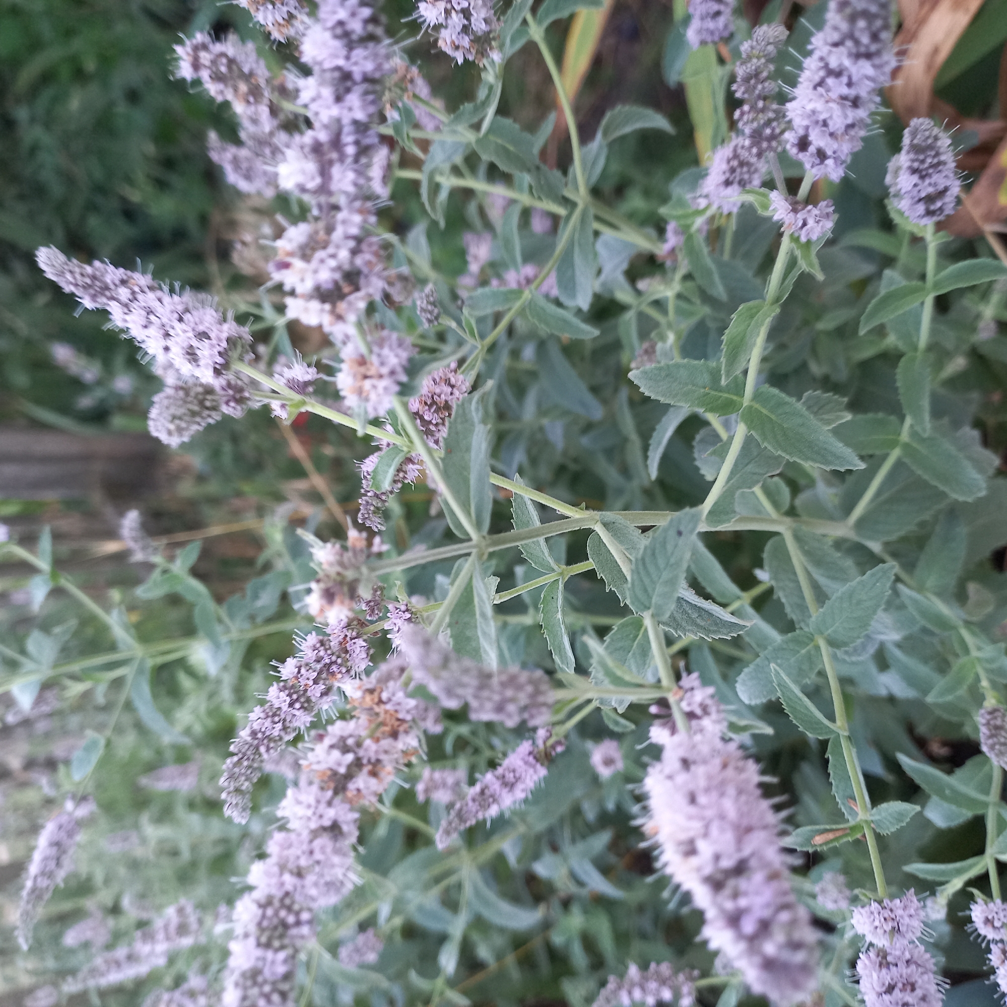 This image shows a close-up view of a flowering plant with small, pale purple blossoms. The plant has slender stems and lance-shaped, serrated leaves that appear to be covered in fine hairs, giving them a soft, silvery-green hue. The blossoms are clustered in elongated spikes. The background is blurred, but appears to be an outdoor setting with greenery and what might be a wooden fence post visible in the upper right quadrant. The image is taken from a low angle, looking up into the plant. The scene does not provide any information about its location in the city of Klyntsi, Ukraine. There are no people, actions, or interactions depicted.