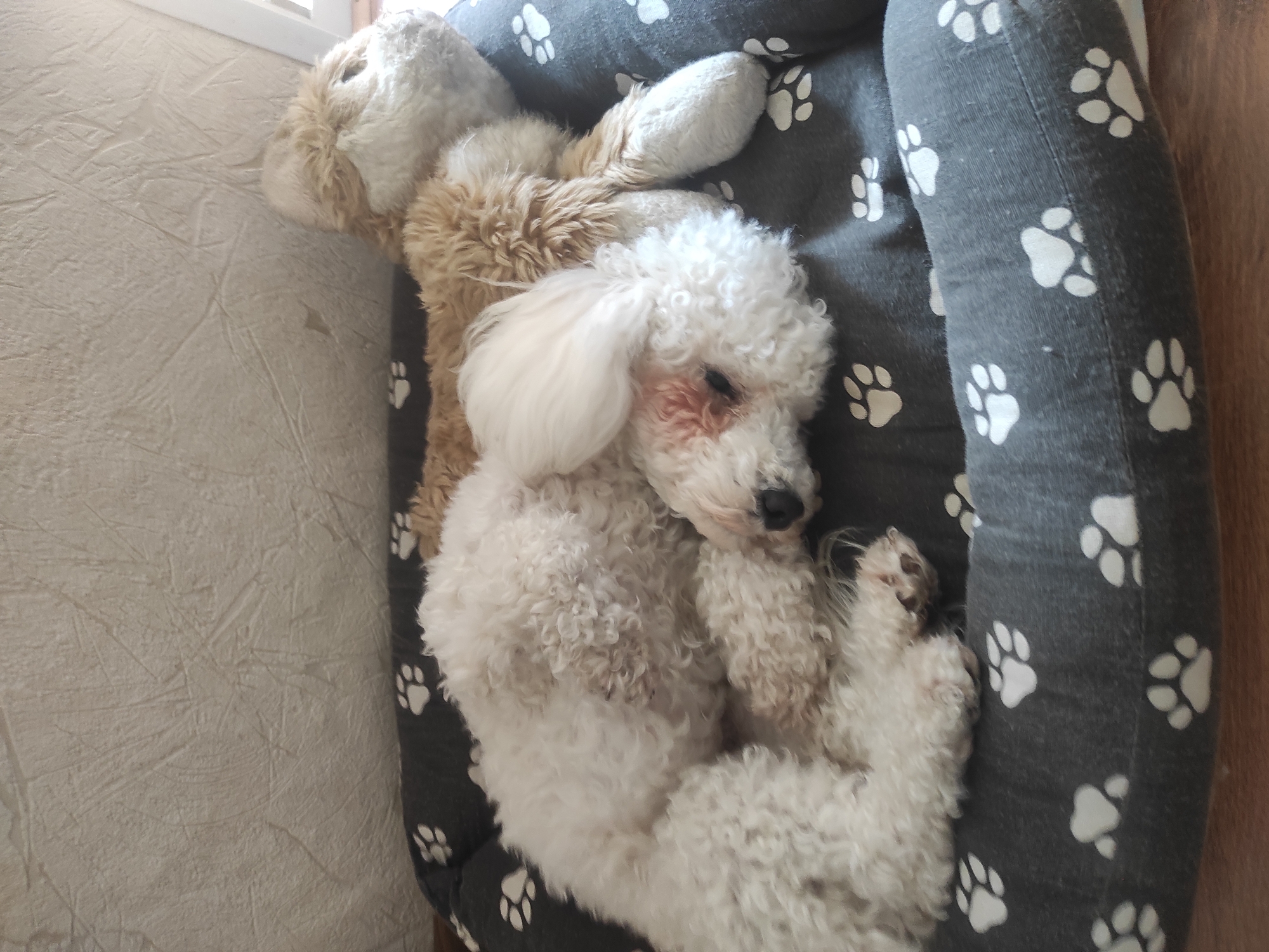 A small, white, curly-haired dog, resembling a poodle or bichon frise, is sleeping peacefully in a soft dog bed. The dog is curled up on its side, with its eyes closed, resting its head on a large, light brown plush toy that appears to be a rabbit or another dog. The plush toy is also light brown with lighter accents on its ears and muzzle.
The dog bed is a dark grey fabric with a repeating pattern of white paw prints. It has raised, padded edges, providing a comfortable enclosure for the sleeping animal. Part of a light-colored, textured wall is visible to the left of the bed, featuring an irregular, slightly raised pattern. At the top left, a white window frame or light source is partially visible, indicating natural daylight in the room. A wooden floor can be seen along the right edge of the image, next to the dog bed.
Notable details include a reddish-brown stain or tear-staining around the dog's left eye, which contrasts with its otherwise pristine white fur. The dog's relaxed posture and closed eyes convey a sense of deep comfort and tranquility. The scene depicts a serene domestic moment, likely indoors in Sevastopol, Ukraine, during the daytime. There is no visible text in the image.