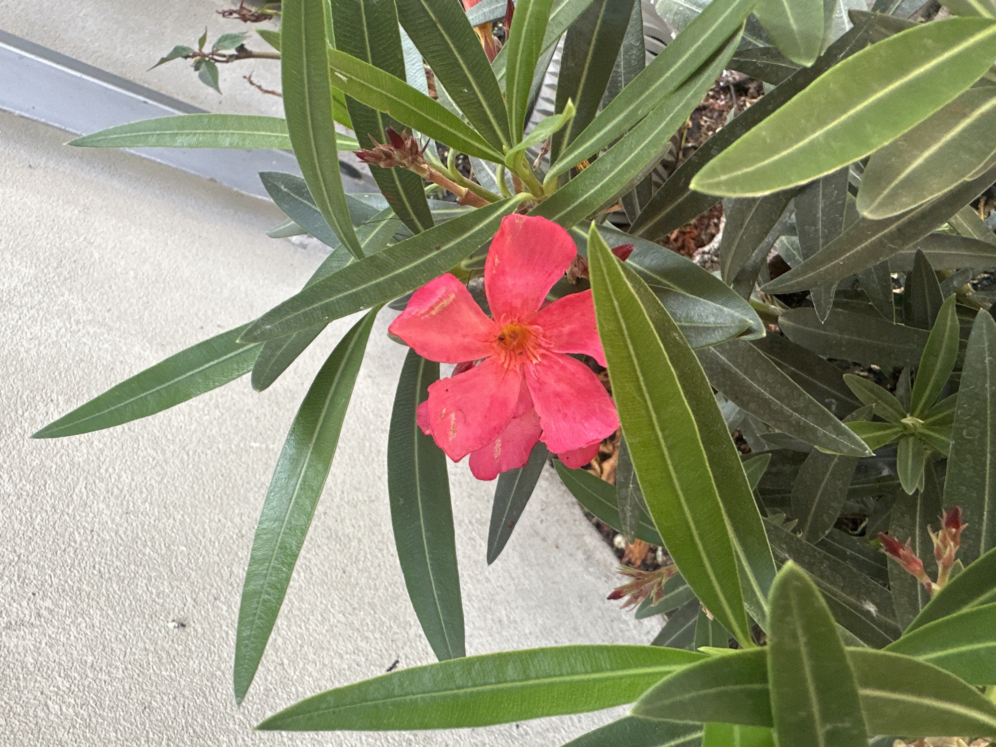 A single bright pink flower blooms amidst lush green foliage. The flower, with its delicate petals and visible stamen, is the central subject. The plant is situated outdoors, with a textured, light-colored wall providing a neutral background. The scene suggests a tranquil, natural setting within an urban environment. No people or animals are present. The image composition focuses on the intricate details of the flower and leaves, highlighting their vibrant colors and textures.