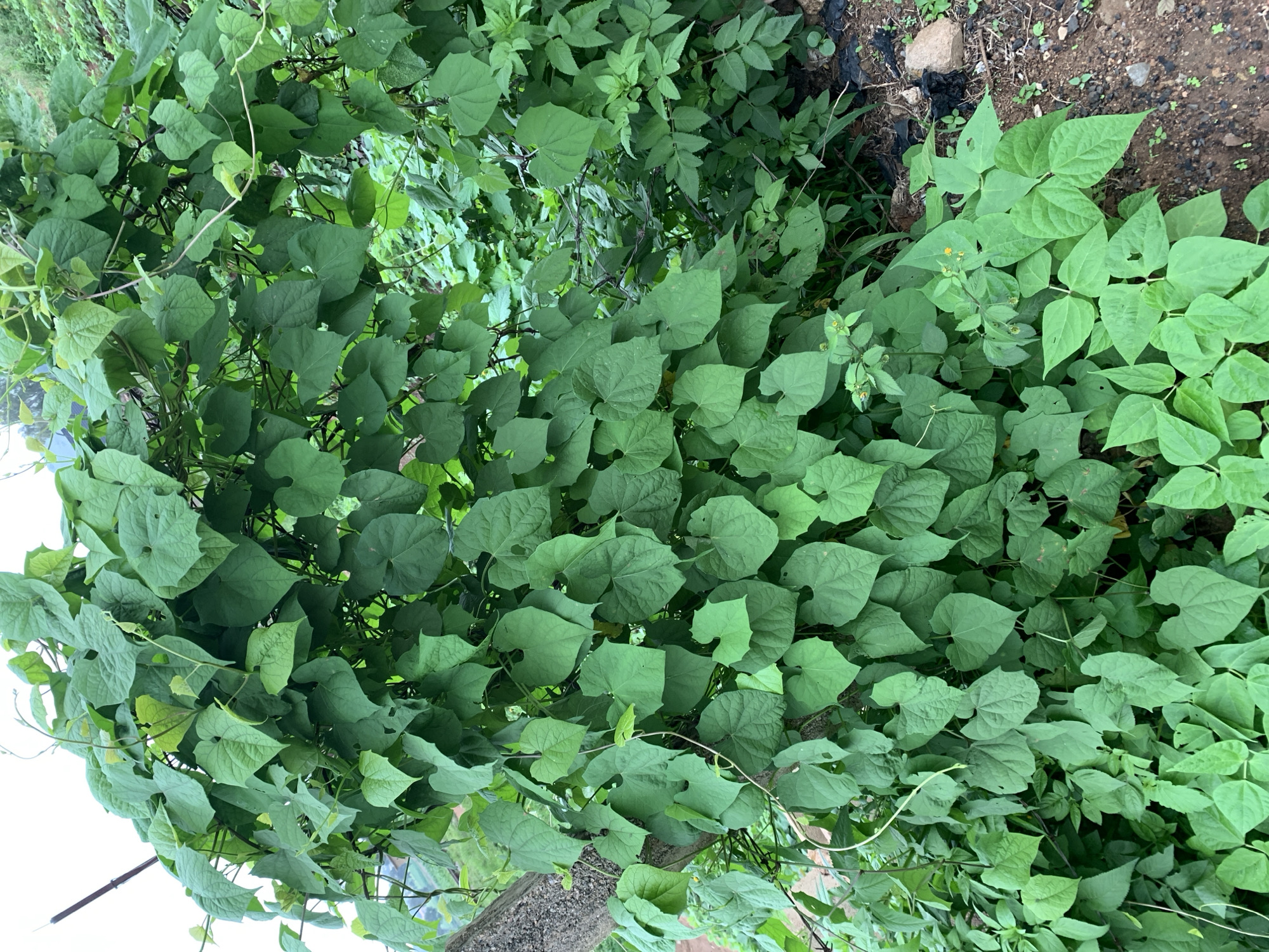 The image depicts a dense growth of green vines and plants, likely in an outdoor, rural or semi-rural setting. The vines are characterized by their heart-shaped leaves and have climbed onto a tree trunk on the left side of the frame. The foliage is lush and covers a significant portion of the image, creating a thick green wall. In the foreground, at the bottom right, there is visible soil, small stones, and some debris, suggesting a somewhat unkempt area. A few small yellow flowers are scattered amongst the green leaves. The background shows more greenery, indicating a natural or agricultural environment. There are no people or discernible human activity in the image. The setting appears to be a natural or semi-natural landscape, possibly a garden, field, or overgrown area. The image does not provide any specific visual cues to pinpoint its location within the city of Kuru Karama, Nigeria, other than the general description of a verdant and possibly undeveloped area.
