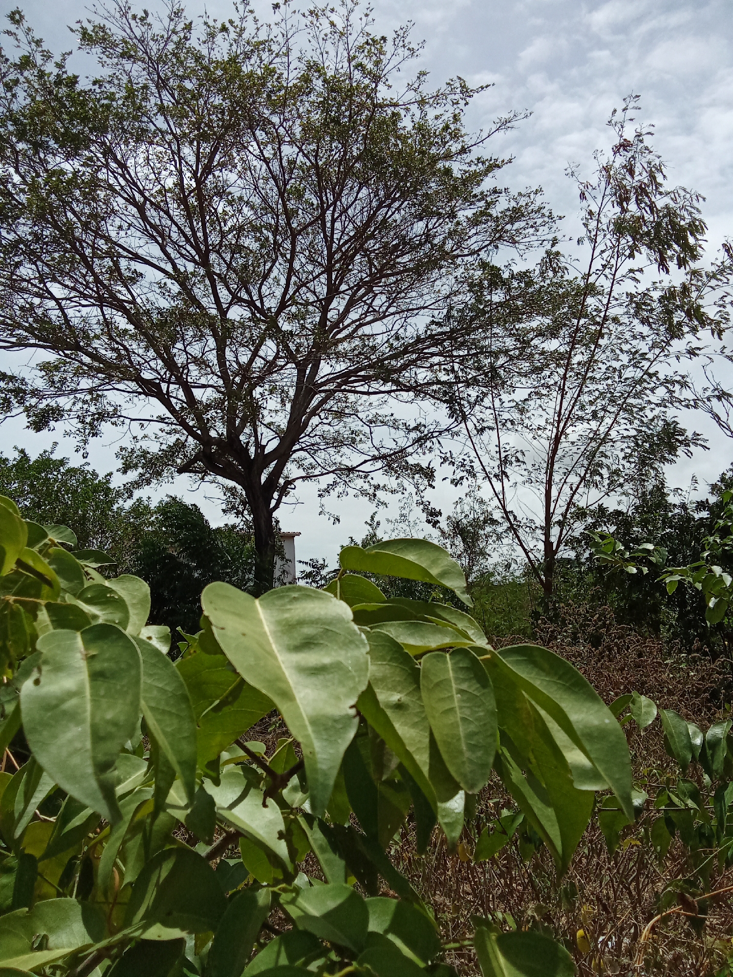 The image depicts a landscape in Juan Griego, Venezuela featuring trees and foliage under a cloudy sky. A large tree with many branches stands prominently in the background, slightly off-center to the left. Another thinner tree is visible on the right. The foreground is dominated by a cluster of green leaves, obscuring some of the scene behind. The ground is covered with dry vegetation. A small building or structure is partly visible behind the trees in the mid-ground. The sky is overcast.