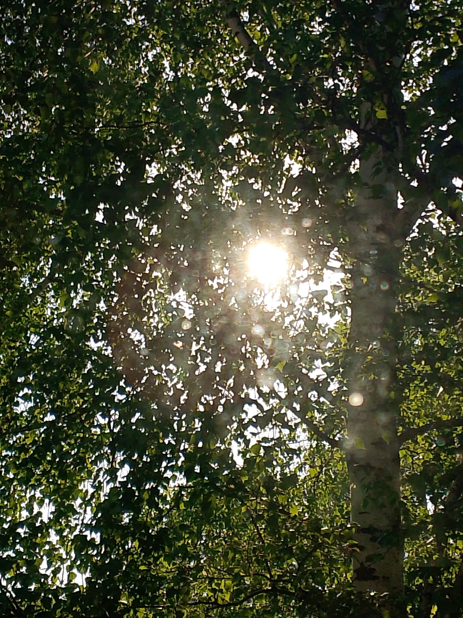 A bright sun shines through the canopy of a birch tree in Noviy, Russia. The trunk of the tree is visible, with dappled bark. Green leaves fill the frame around the sun.