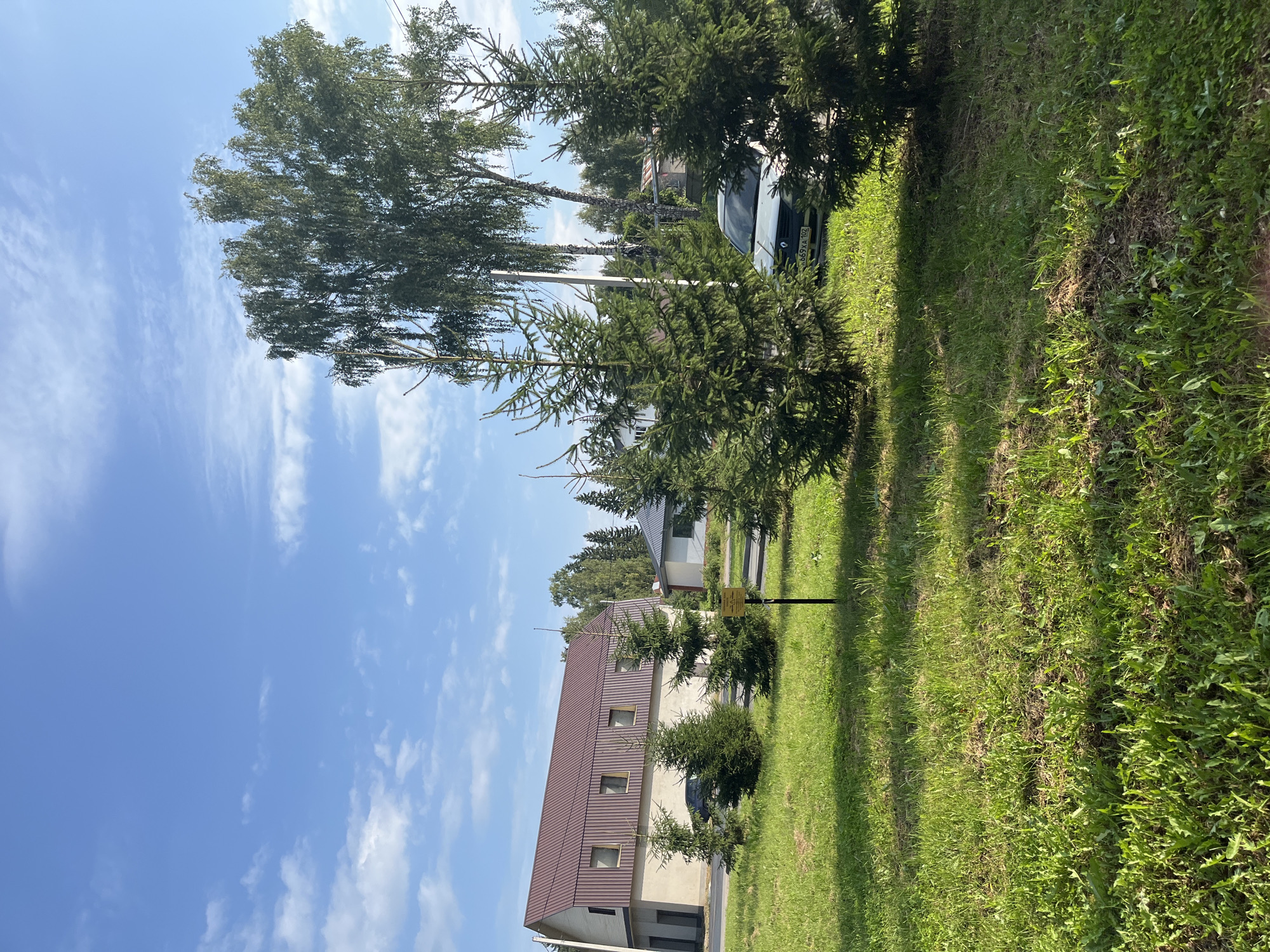 The image depicts a bright, sunny day with a blue sky scattered with white clouds. In the foreground, a grassy area is dotted with dandelions and other weeds. Several evergreen trees stand in the middle ground, with a tall birch tree in the background. To the left, a two-story building with a brown metal roof and beige walls is visible. The building has several windows on its upper level. A black car is parked near the building. To the right of the evergreen trees, a white car is parked on a paved surface, with its license plate visible. In the distance, a smaller building with a gray roof and white walls can be seen. A metal signpost with text is planted in the grass between the evergreen trees. The scene appears to be a suburban or rural setting, possibly in or near Blagoveshchensk, Russia, given the style of the buildings and the presence of deciduous and coniferous trees common to the region. There are no people or animals visible in the image.