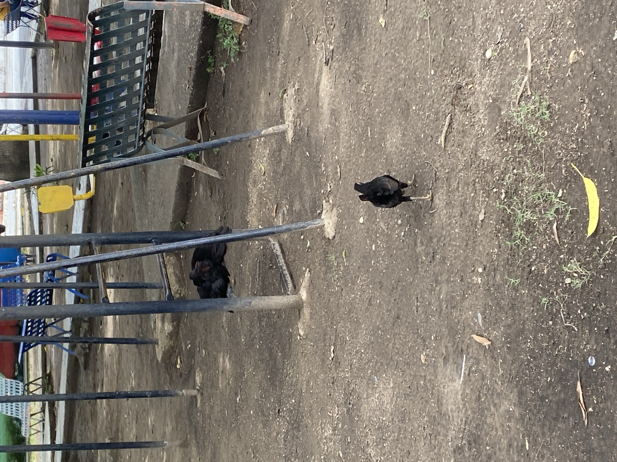The scene is a patch of ground in Tinaquillo, Venezuela. A small flock of black chickens is clustered under a playground structure. A single chicken is standing away from the group, facing right. The ground is bare soil with sparse vegetation. A yellow leaf is visible on the right side of the frame. Playground equipment, including a metal bench and various bars, is present.