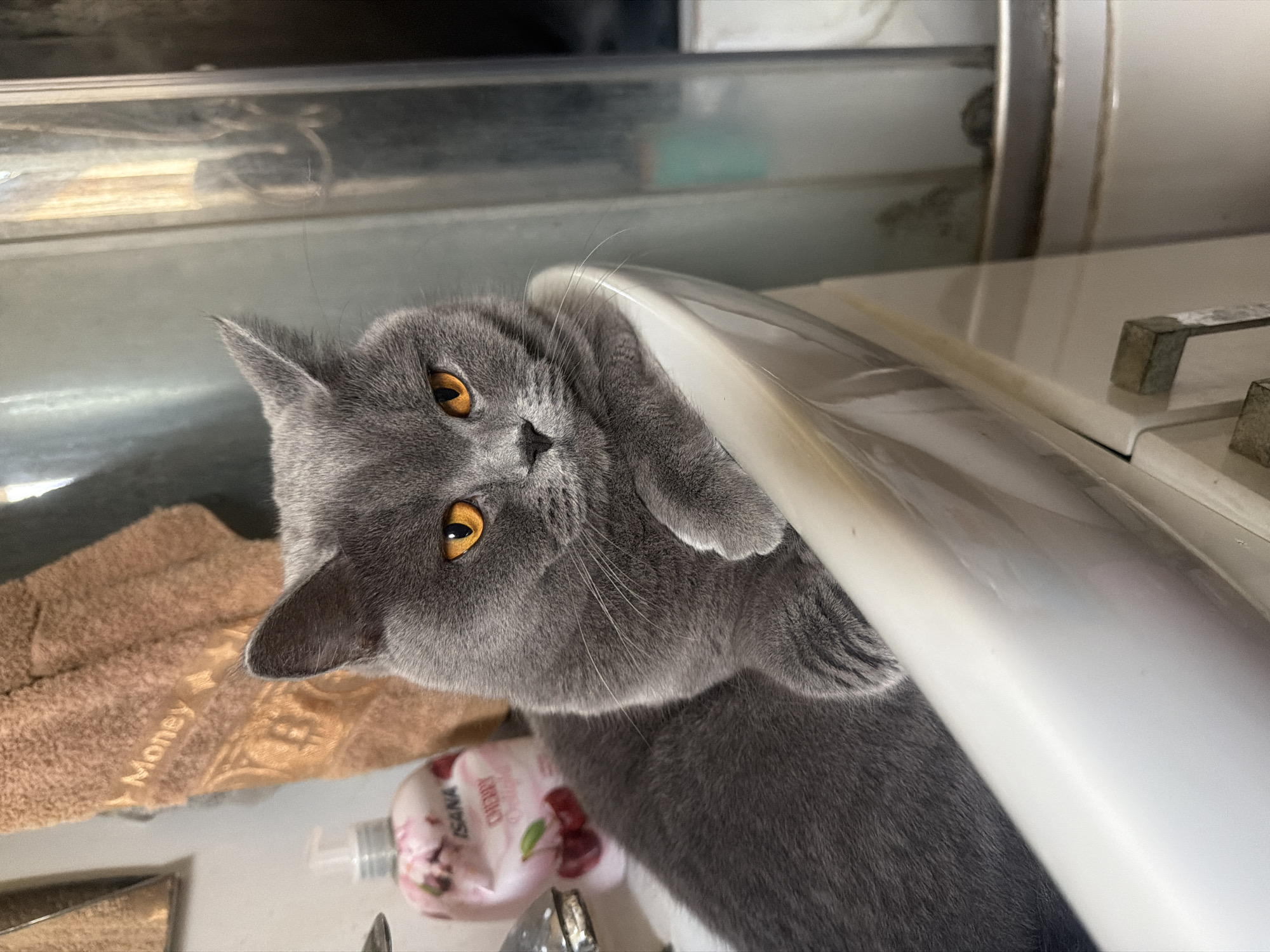 A British Shorthair cat with striking orange eyes is perched in a white ceramic sink. The cat has dense, gray fur and is resting its front paws on the edge of the sink. To the left of the cat, a pink pump bottle of "ISANA Cherry Delight" hand soap is visible, with a brown towel hanging behind it. The background appears to be a bathroom, with a metallic or glass partition on the right. The lighting suggests an indoor setting, possibly illuminated by artificial light. The image does not provide any information about the city of Szczecin, Poland, or any specific urban context.