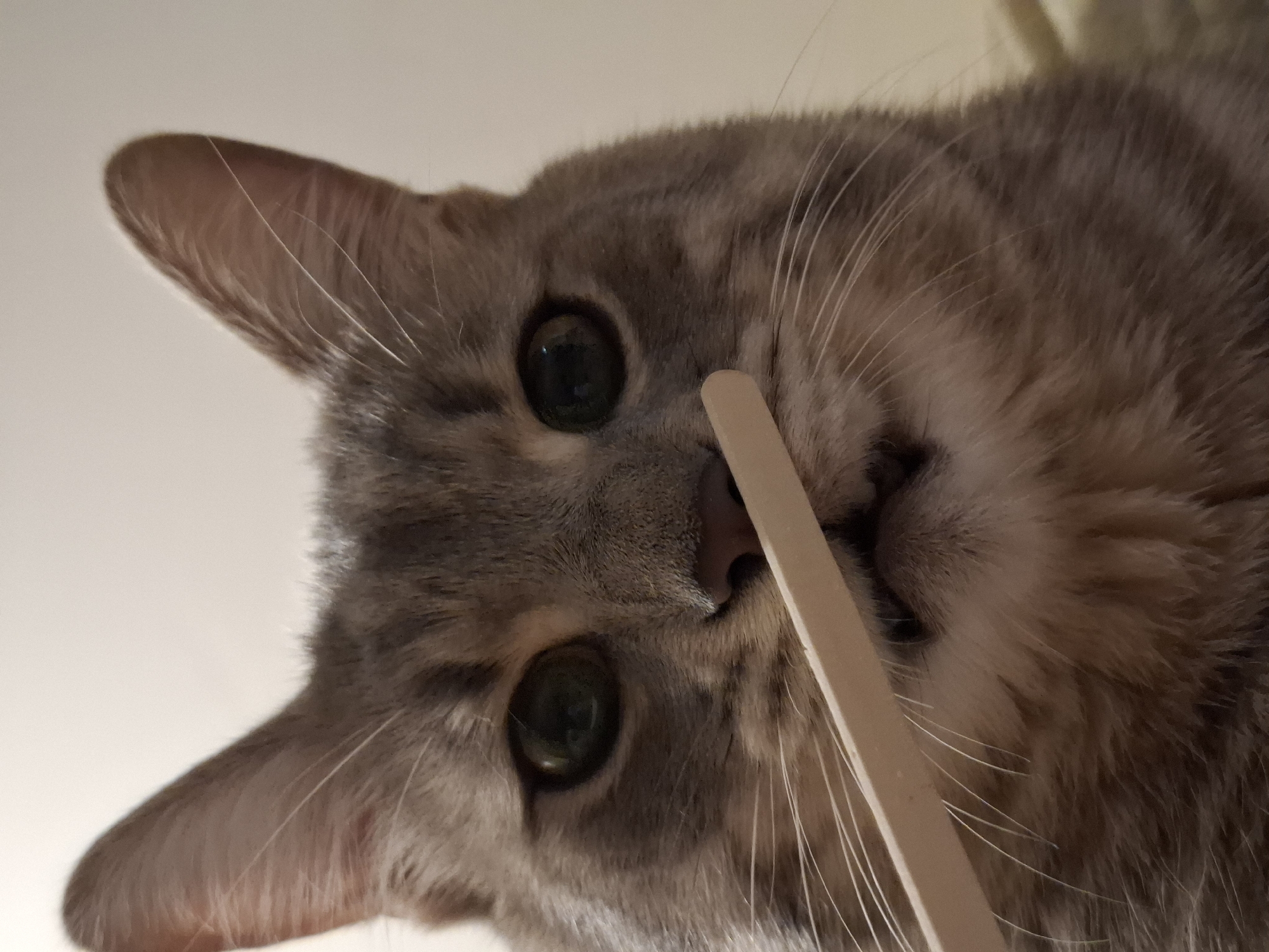 A close-up, eye-level, head-and-shoulders shot shows a grey tabby cat holding a thin wooden stick horizontally across its muzzle. The cat's green eyes are wide and looking directly at the camera. Its ears are pointed upwards, and its mouth is slightly open, revealing tiny teeth. The stick appears to be a craft stick or popsicle stick. The background is a plain, light-colored wall. The image does not contain any elements that indicate its location in Zemun Urban Municipality, Serbia, or any other geographical location.
