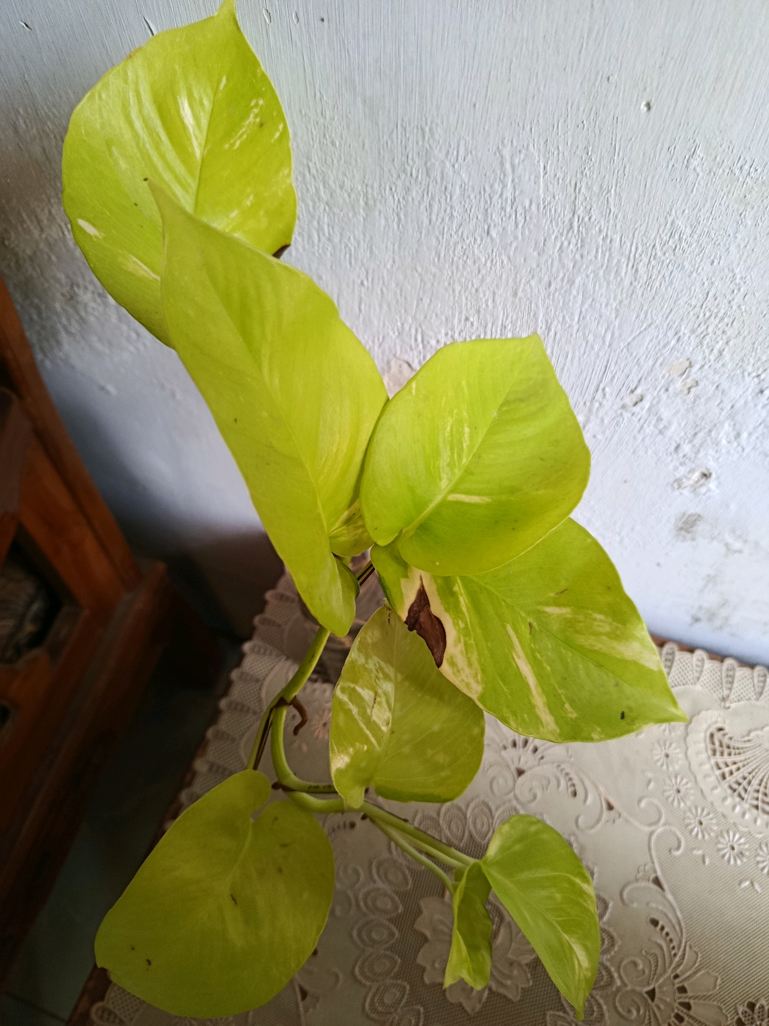 This image shows a close-up view of a Pothos plant, specifically a Golden Pothos cultivar, with bright green and yellow variegated leaves. The plant is hanging or trailing, with several leaves in focus and others slightly blurred due to the shallow depth of field. Some leaves exhibit brown spots, possibly indicating minor damage or disease. The plant is positioned against a textured, off-white wall and rests on a white lace tablecloth. In the background, a wooden object, likely furniture, is partially visible on the left. The lighting suggests it is daytime, casting soft shadows. There are no people or animals visible in the image. The setting appears to be domestic, possibly an indoor decorative plant in a home or establishment in Jambearum, Indonesia.