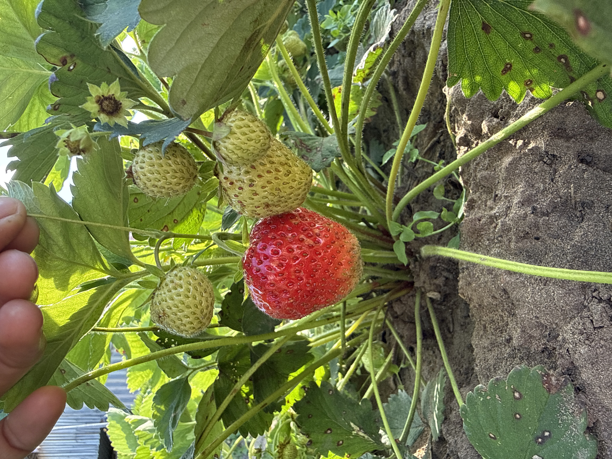 The image shows a close-up view of a strawberry plant with several strawberries and leaves. A single ripe, red strawberry is prominently featured in the center, appearing plump and vibrant. Several unripe, green strawberries are also visible, some still developing their shape. The leaves are green, with some showing signs of browning or damage, possibly from pests or disease. The strawberry plant is growing on a rough, textured surface that appears to be soil or dirt, with a thick, rough stem of the plant integrated into the texture. The scene is bathed in natural sunlight, suggesting it is daytime and likely outdoors. The background is blurred, but hints of more greenery and what might be a corrugated metal structure are visible, suggesting a garden or agricultural setting. A person's fingers are visible on the left side of the frame, gently touching or supporting a leaf, implying someone is inspecting or harvesting the strawberries. The overall impression is one of nature's bounty and the process of fruit cultivation. There is no visible text in the image.
