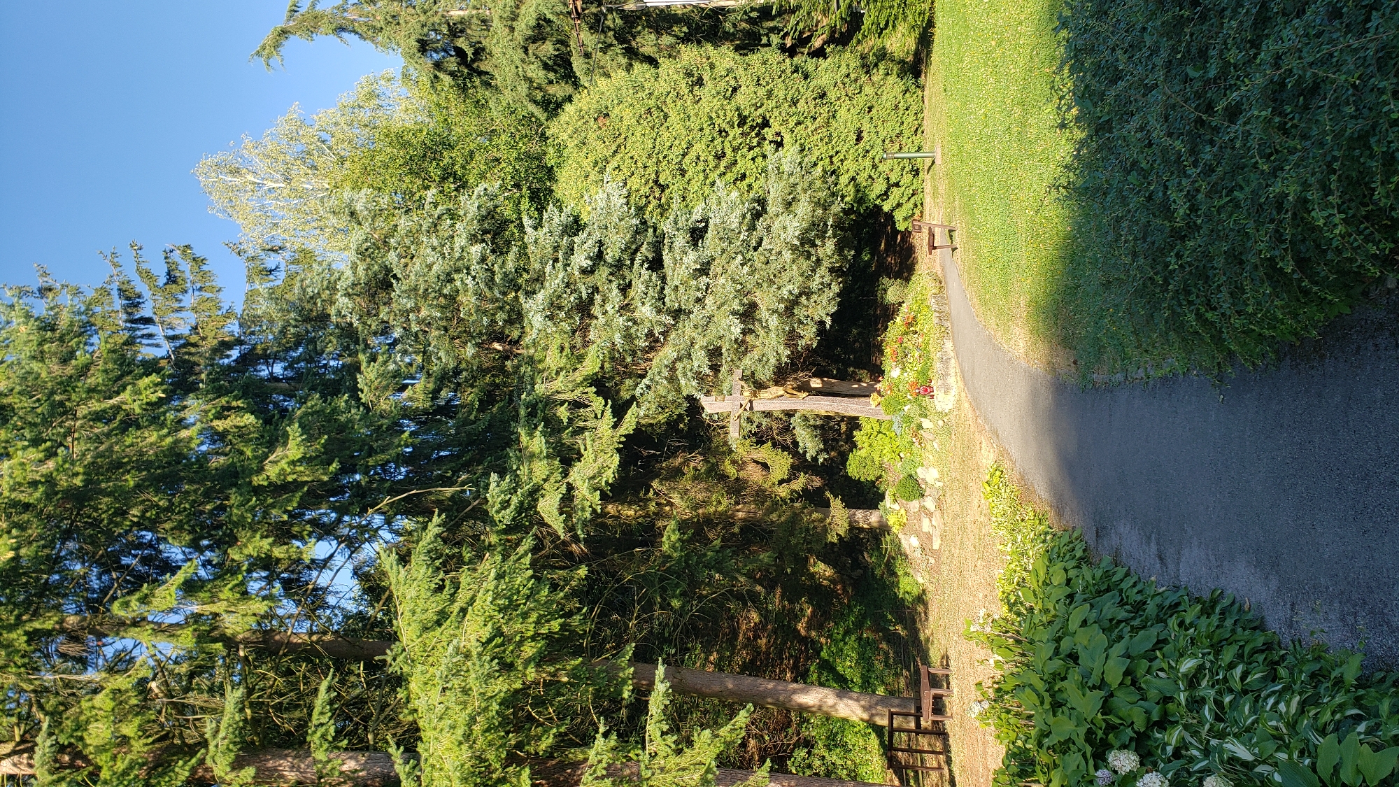 This image depicts a sunlit path curving through a park-like setting. Tall evergreen trees dominate the background, with some deciduous trees interspersed. In the mid-ground, a wooden cross, possibly a crucifix, stands prominently near a small floral display and some rocks. A wooden bench is visible on the right side of the path. On the left side, lush green foliage lines the edge of the path, and another wooden bench is situated near the trees. The scene is bathed in warm sunlight, casting shadows across the path and grass. The sky is clear and blue. This appears to be a peaceful outdoor area, potentially a part of a cemetery, memorial garden, or a quiet section of a park.
