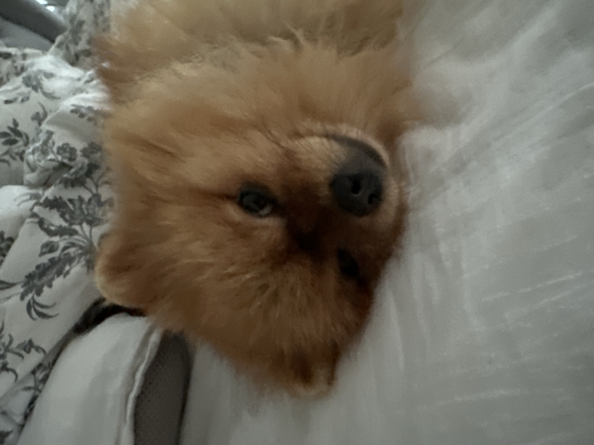 A Pomeranian dog rests on a white bed with a patterned duvet. The dog is lying on its side, with its head resting on the bed. The dog's eyes are open, and it appears to be looking at the camera. The dog's fur is a light brown color. The duvet is white with a pattern of gray flowers. The background is out of focus, but it appears to be a bedroom. The location is unknown, and there is no information provided about Asenovgrad, Bulgaria.