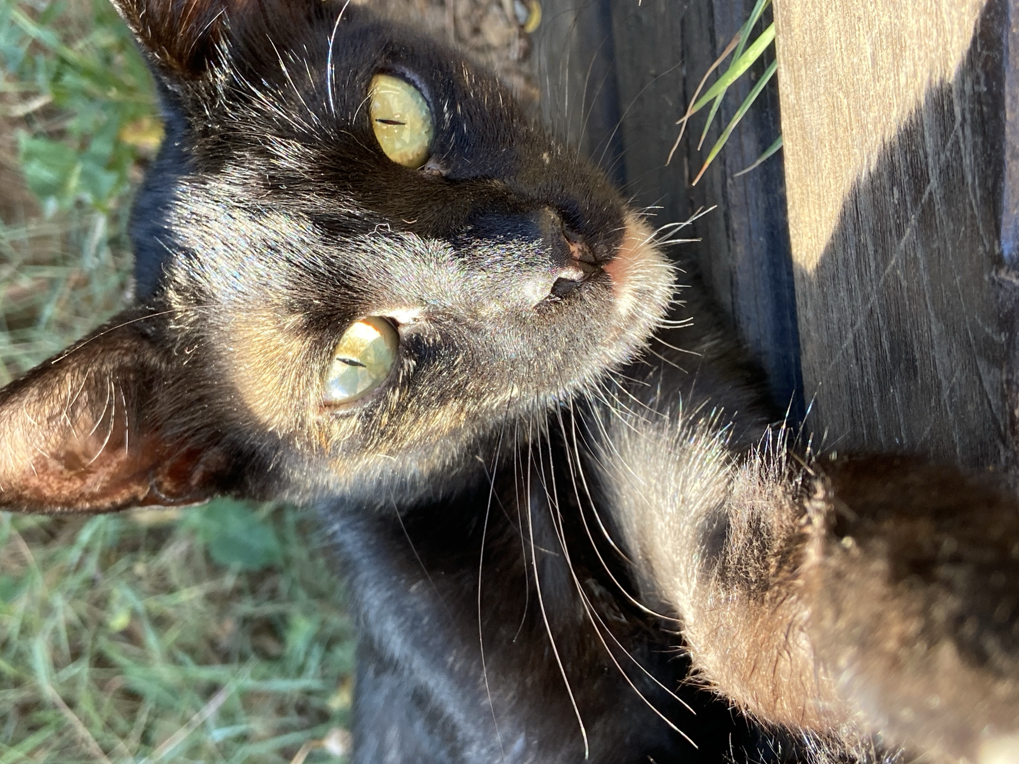 An extreme close-up, low-angle shot captures a black kitten lying on a weathered wooden surface, with blades of grass and foliage in the background. The kitten's face is the primary focus, with its bright green eyes, prominent white whiskers, and pink nose clearly visible. Sunlight glints off its dark fur, creating highlights and shadows that accentuate its features. The texture of the wooden planks beneath is rough and aged, marked by distinct grain patterns and a shadow cast diagonally across the lower portion of the frame. The overall impression is one of a candid, sun-drenched moment of a young feline in a natural, outdoor setting, likely in Budva, Montenegro, given the context. There are no people or human interactions depicted in the image.