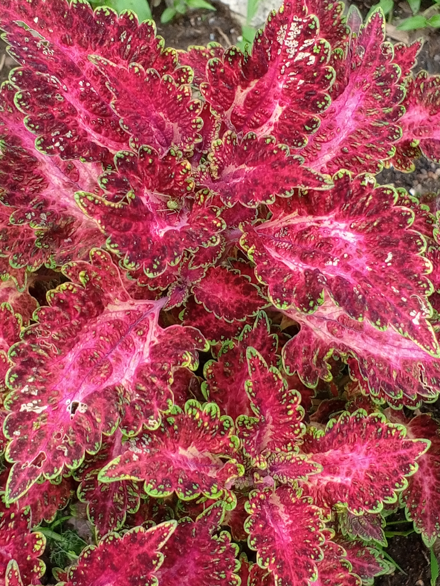 A close-up, top-down view shows a cluster of vibrant, ruffled leaves in shades of deep pink and red, edged with bright green. The leaves are intricately veined and textured, with some areas exhibiting a lighter, almost white, mottled pattern. The background is a blur of darker earth and green foliage, suggesting an outdoor setting. The location is Unknown, Unknown.