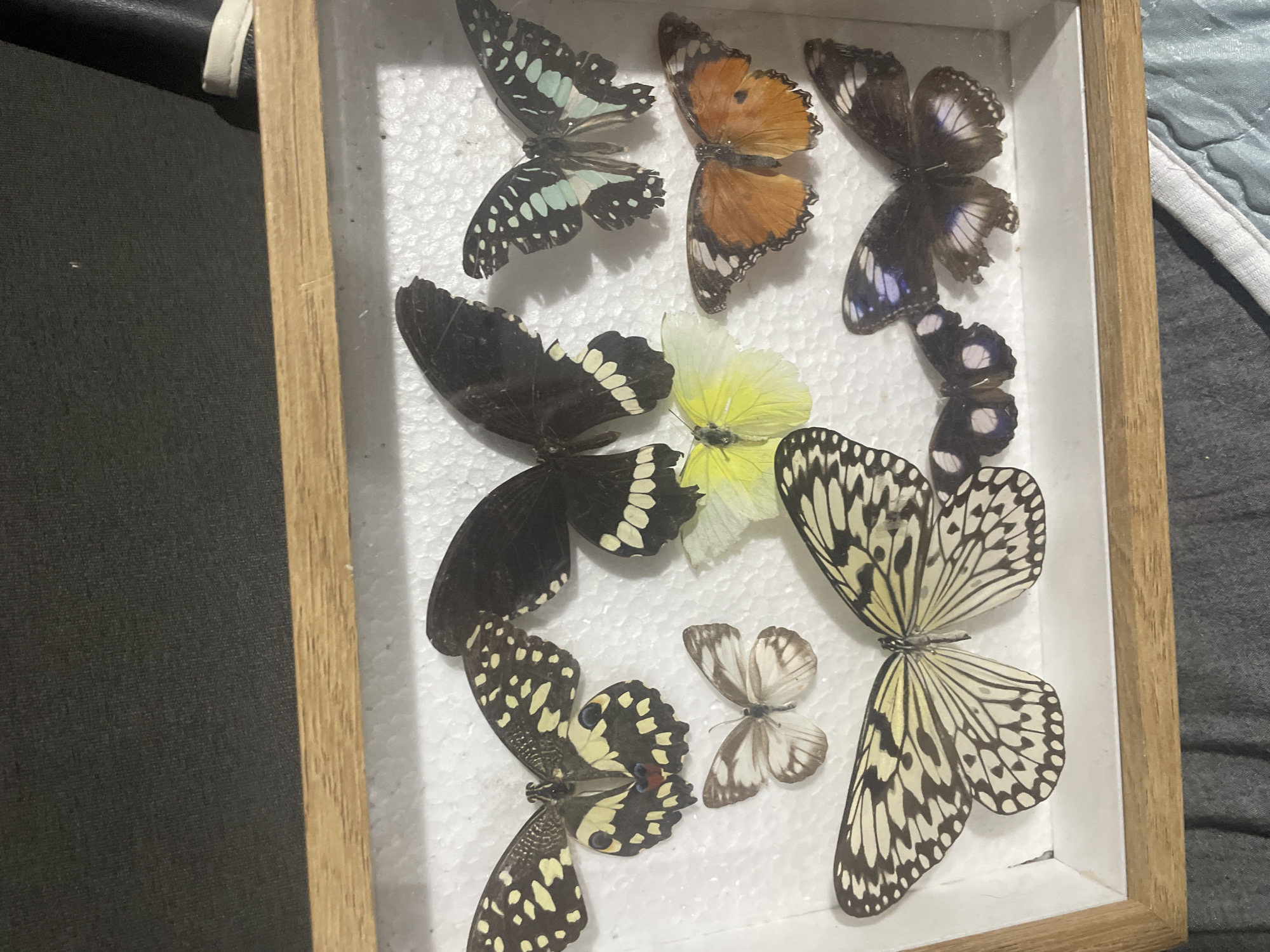 The image depicts a framed collection of ten preserved butterfly specimens, presented in Davao City, Philippines. The collection is housed within a rectangular wooden display box featuring a light brown, possibly oak, frame and a white, textured polystyrene foam backing. The box is positioned on a dark gray fabric surface, likely a tabletop or similar flat plane.
The butterflies are meticulously pinned to the foam backing, arranged in three horizontal rows. From left to right:
- **Top Row**: A black and yellow speckled butterfly (likely a Papilio demoleus), a large black butterfly with white marginal spots on its hindwings (likely a Papilio polytes), and a black butterfly with irregular turquoise patches (likely a Graphium sarpedon).
- **Middle Row**: A small, white and brown patterned butterfly with indistinct markings, a small, solid pale yellow butterfly, and an orange butterfly with dark borders and a single black spot on each hindwing (likely a Danaus chrysippus).
- **Bottom Row**: A large, white butterfly with intricate black venation and markings (likely an Idea leuconoe), and two overlapping dark brown butterflies with iridescent blue-purple patches, particularly on their hindwings (likely Hypolimnas bolina species).
The background behind the display box consists of a dark gray/black fabric surface. To the far right, a small portion of a white and black object, possibly a shoe or container, is partially visible. The overall scene suggests an indoor environment.