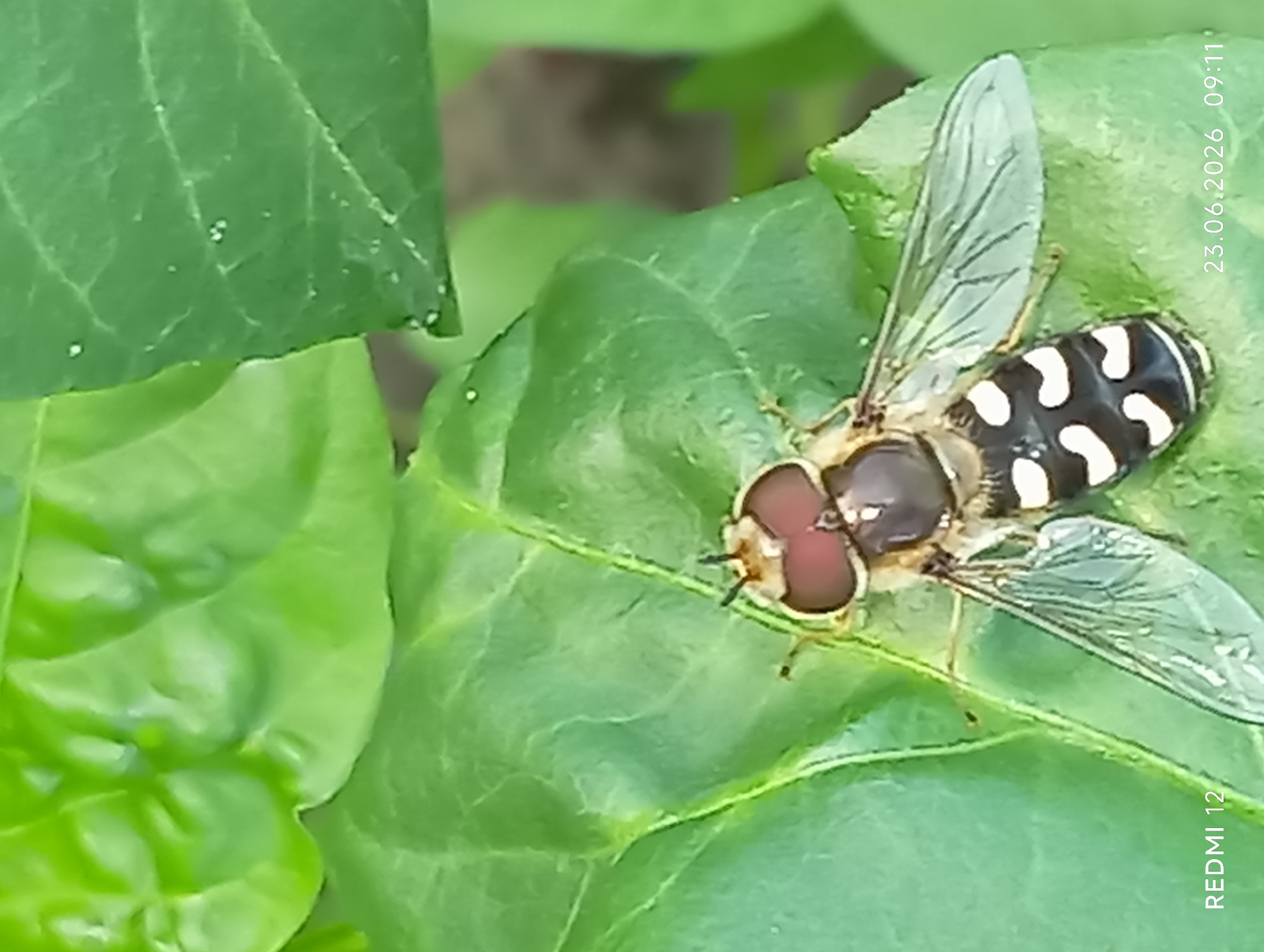 A hoverfly with large, reddish-brown eyes and a black and white striped abdomen rests on a vibrant green leaf. The insect's transparent wings are spread slightly. The background is a blur of green foliage, suggesting an outdoor, natural setting. The image also contains text overlays indicating "REDMI 12" in the bottom left corner and "23.06.2026 09:11" in the bottom right corner. The scene is likely a close-up photograph taken in a garden or park. Given the requested location of Smila, Ukraine, this image captures a moment in nature within that city.