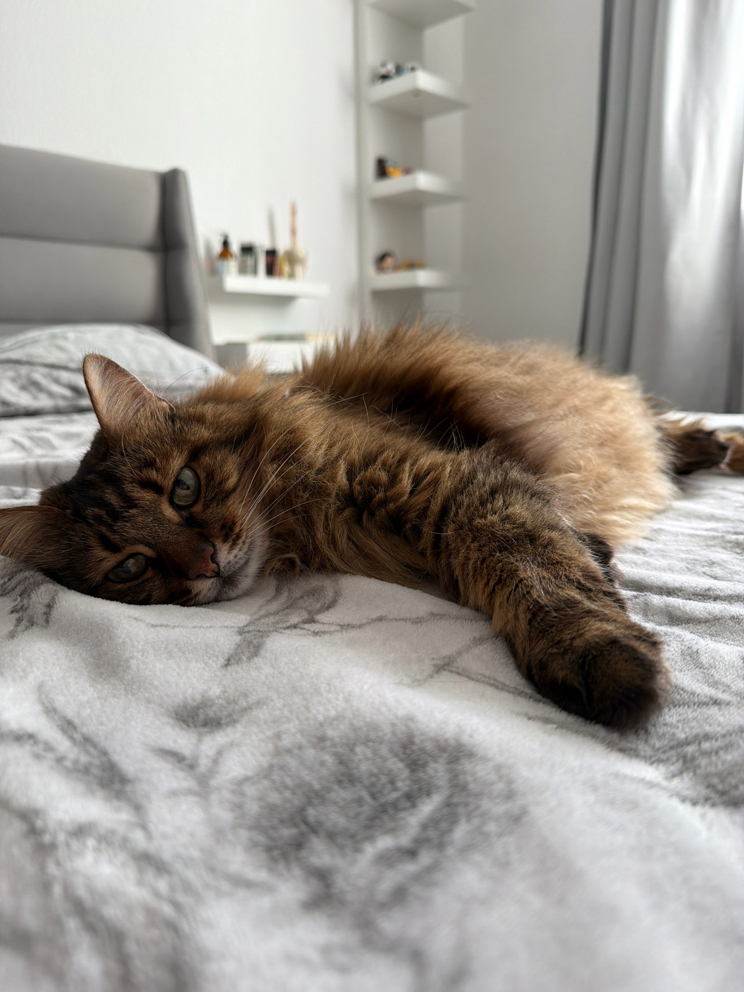 A long-haired, brown tabby cat is lying on a white, textured blanket with a gray marble pattern on a bed. The cat is facing left, with its head resting on its paws. The cat has green eyes and is looking towards the camera. In the background, there is a grey headboard of a bed, a white shelf with various items on it, and a window with grey curtains. The environment appears to be a bedroom. The image was taken indoors. The specific location in Kyiv, Ukraine, is not identifiable from the visual information provided.