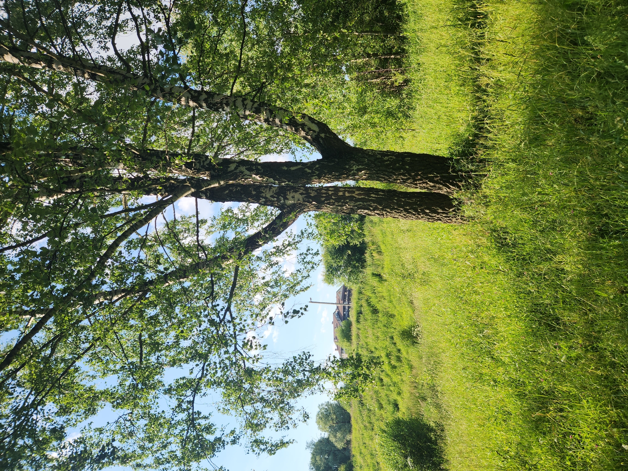 This media file depicts a sun-drenched, natural scene in Vniissok, Russia. The primary subjects are a cluster of birch trees with their characteristic white and black bark, their branches spreading widely and covered in lush green leaves. These trees are positioned on the left side of the frame, casting shadows across the vibrant green grass that dominates the right side and the foreground.
The setting is an outdoor, rural landscape. The grass appears tall and slightly overgrown in places, suggesting a natural meadow or field. In the background, on the right side of the frame and partially obscured by trees, a building with a reddish-brown roof is visible, hinting at human habitation nearby. The sky is a bright, clear blue with a few scattered white clouds, indicating fair weather.
The time of day appears to be midday or early afternoon, given the intensity of the sunlight and the presence of shadows. There are no people or specific events depicted; the image focuses solely on the natural environment and the trees. The overall mood is peaceful and serene, capturing the beauty of a summer day in the countryside. No visible text is present in the image.