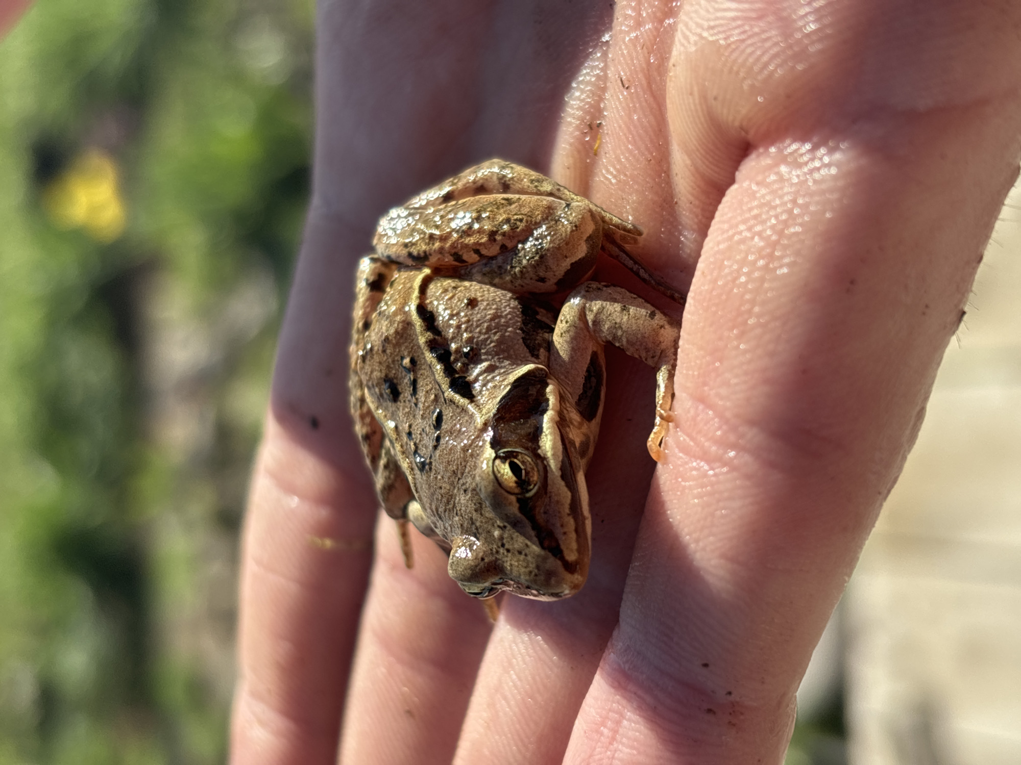 A frog sits on a person's open hand. The frog is brown with dark spots. The person's hand is pink and appears to be wet. The background is blurred and shows green foliage and a yellow flower. There is no indication this is in the city of Chaikovsky, Russia.