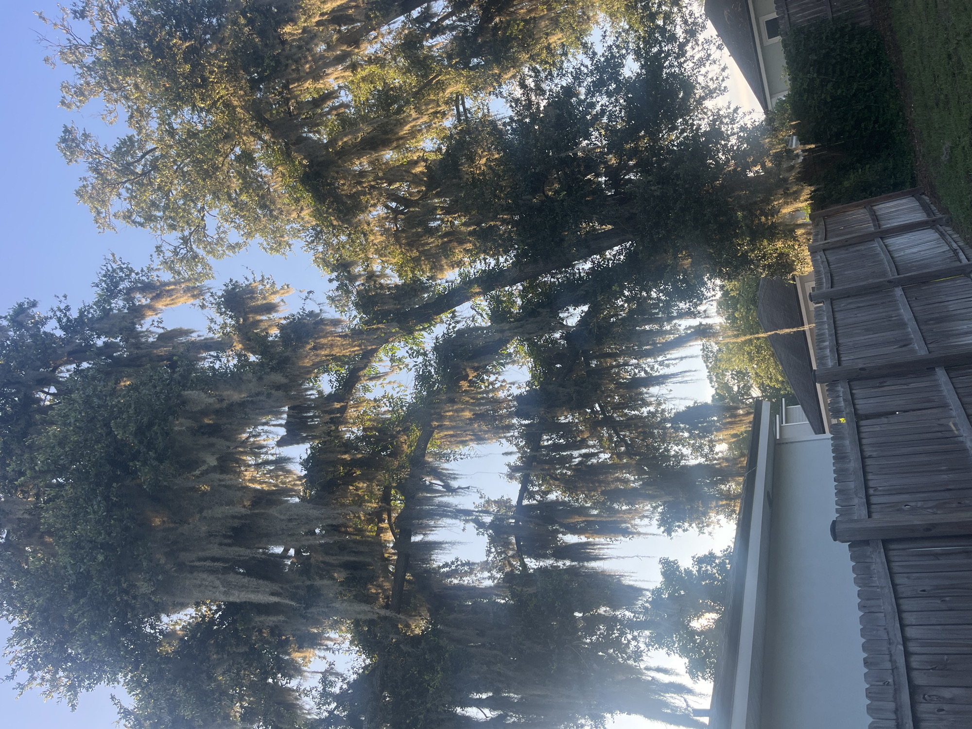In Jacksonville, Florida, the sun shines on a cluster of large trees covered in Spanish moss. In the foreground, a wooden fence separates a residential yard from a street. Behind the fence, a light-colored house with a dark roof is visible. The trees are in full leaf, and the Spanish moss hangs down like a curtain. The sky is a clear blue.