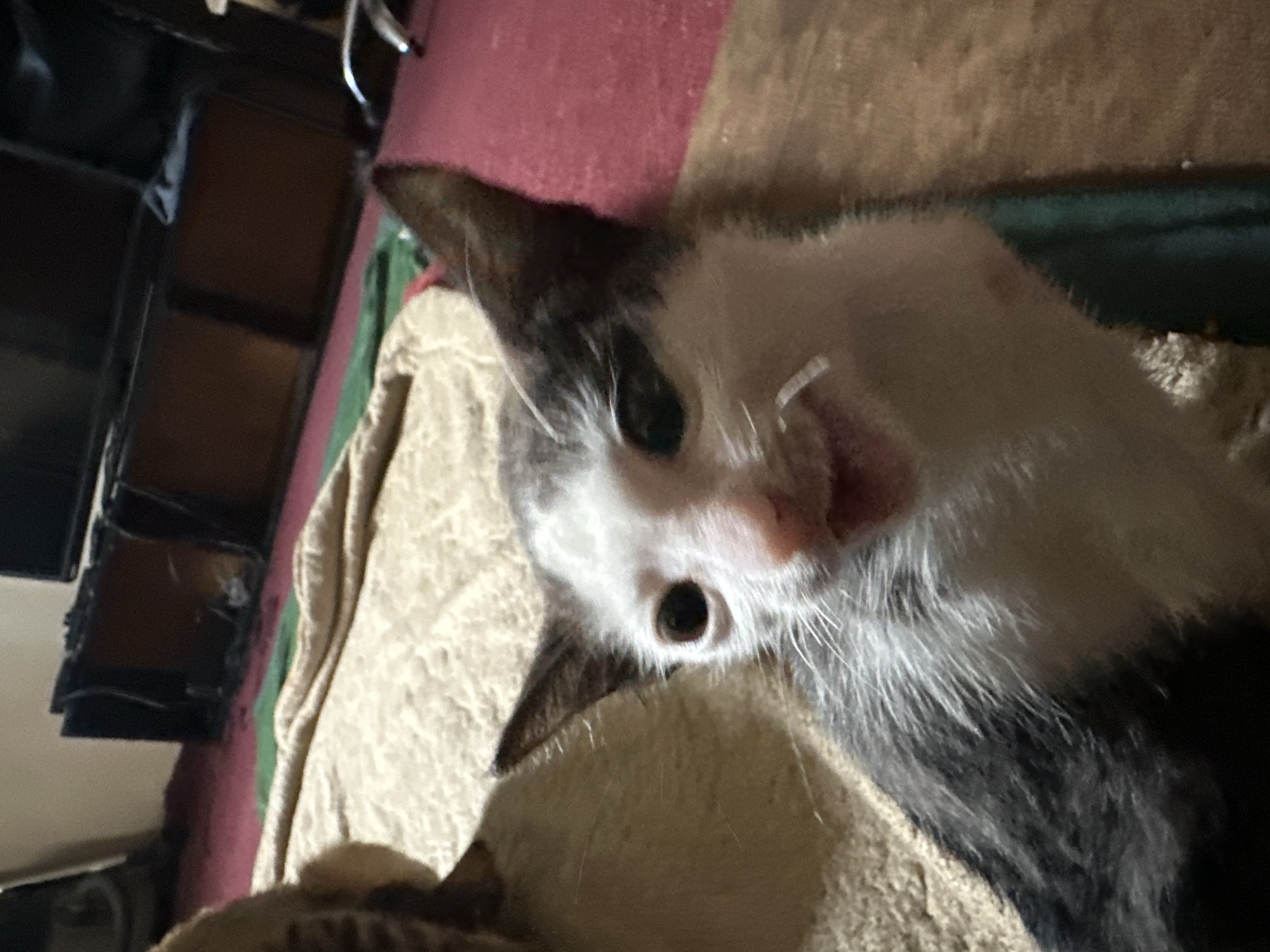 An extreme close-up, low-angle shot captures a black and white kitten with white fur on its face, white whiskers, and dark eyes. The kitten is positioned in the foreground, with its mouth slightly open, revealing a hint of its tongue and teeth. Its ears are pointed upwards, and its body is partially visible. The kitten rests on a textured surface, possibly a blanket or rug, with a darker, textured surface behind it. In the background, a red carpet covers the floor, with a wooden cabinet and a portion of a dark object that could be furniture or electronics visible. The overall lighting is dim, suggesting an indoor setting. The image does not contain any specific visual cues to indicate its location within Jos, Nigeria.