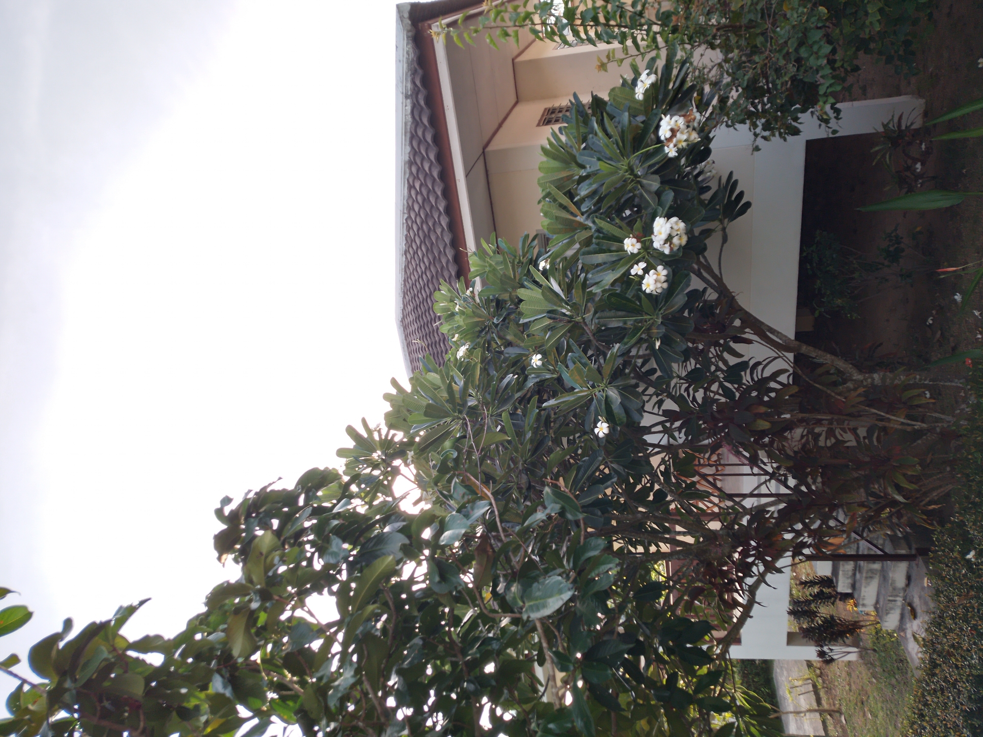 A low-angle, full shot captures the exterior of a building in Baan Mae Nam, Thailand, with a focus on lush greenery in the foreground. The building, painted a light beige, features a dark tiled roof with a brown fascia. A small section of a white balustrade is visible near the top of a concrete staircase on the left side of the frame. The staircase itself is composed of several concrete steps, flanked by dark-leaved plants.
Dominating the foreground is a large tree with dark green, oval leaves, its branches reaching towards the overcast sky. A smaller tree with white flowers, possibly frangipani, is nestled within its branches, with clusters of white blossoms scattered throughout. The ground surrounding the building is covered in grass and various plants, with some fallen white petals visible on the earth. The overall scene suggests a serene, tropical environment.