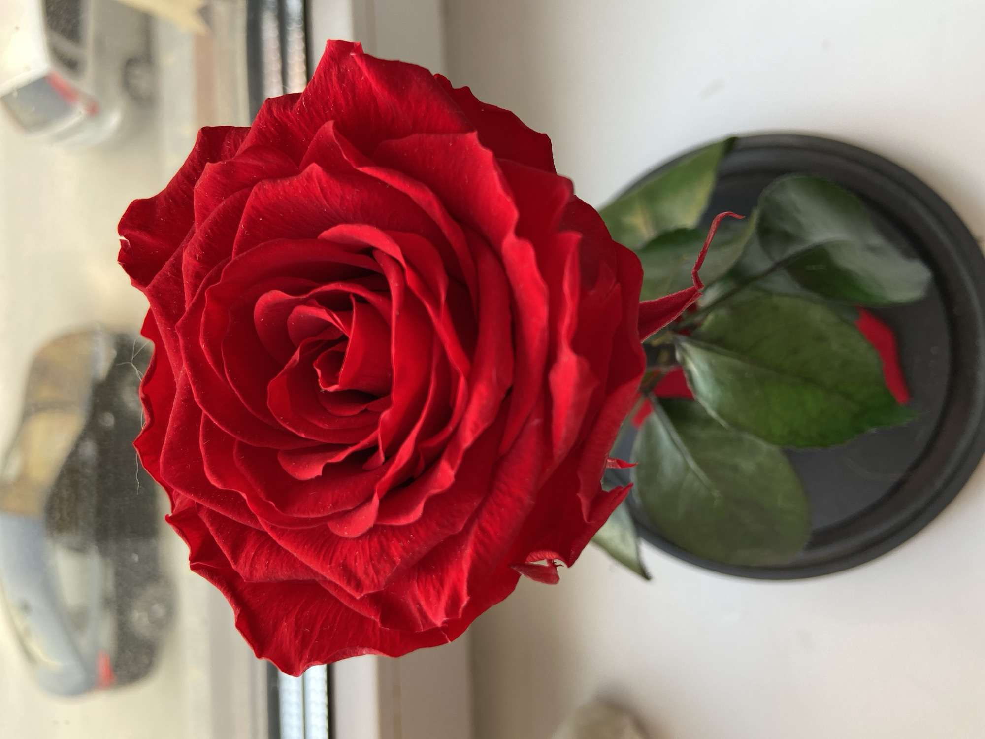 A high-angle, close-up shot presents a vibrant red rose in full bloom, positioned on a surface near a window. The rose is characterized by its tightly packed petals forming a spiral towards the center. Several green leaves are visible behind the rose head. The rose and leaves are set on a dark, circular base. Through the window in the background, blurred shapes suggest the presence of objects and possibly an urban setting. The specific location of Дядьково, Russia is not discernible from the details present in the image.
