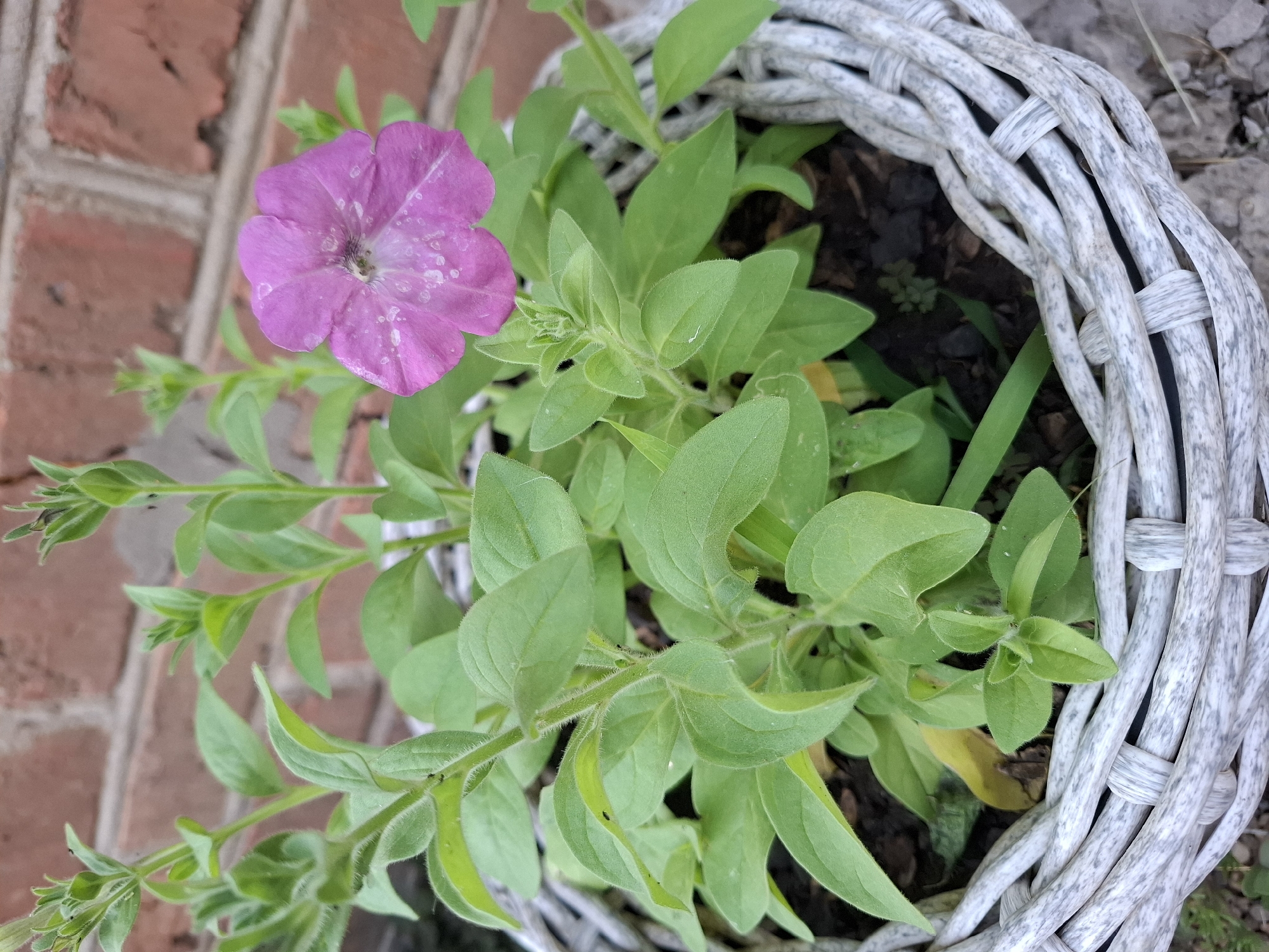 A single, pink petunia flower is blooming in a white wicker basket filled with green foliage. The flower, with its delicate petals, has white speckles scattered across its surface. The basket is situated outdoors, with a red brick wall visible in the background. The scene suggests a daytime setting, likely during warm weather, given the presence of the flowering plant. The overall impression is one of natural beauty and simple gardening. There is no visible text in the image.