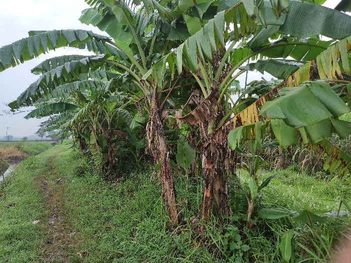 The image displays a vibrant outdoor scene characterized by a dense row of banana plants (Musa species) lining a narrow path. The banana plants, primarily on the right side of the frame, feature large, broad green leaves, many of which appear to have water droplets on them, suggesting a humid environment or recent precipitation. Some of the older and lower leaves show signs of yellowing and browning. The thick, fibrous pseudostems of the banana trees are visible, textured with dried leaf sheaths.
To the left of the banana plants, a narrow, unpaved dirt path runs parallel to a small, water-filled ditch or canal. The ground, including the path and the area around the plants, is covered in lush green grass and various other small plants. The ditch's water appears somewhat dark and reflective.
In the background, under an overcast sky, indistinct fields or distant trees can be seen, contributing to a rural or agricultural ambiance. No people or specific activities are visible. The scene is captured during daylight hours, likely under cloudy conditions, providing soft, diffused light. This tranquil natural setting is located in Wonoayu, Indonesia. No visible text is present in the image.