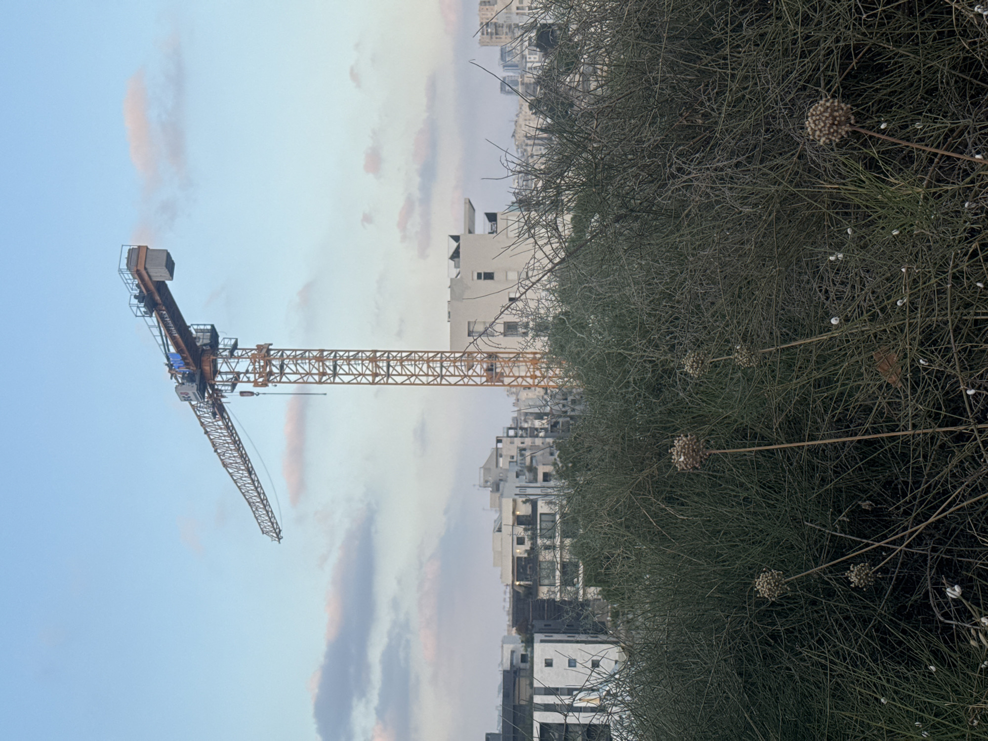 A construction crane with an orange lattice tower and boom stands against a pale blue sky with scattered pink-tinged clouds. Below the crane, a cluster of residential buildings, some with balconies and windows, forms a cityscape. In the foreground, dense, dry shrubbery with spherical seed heads obscures the lower portion of the scene. The image appears to be taken from a slightly elevated position, looking across a somewhat undeveloped or overgrown area towards a developing urban environment in Ramat Gan, Israel.