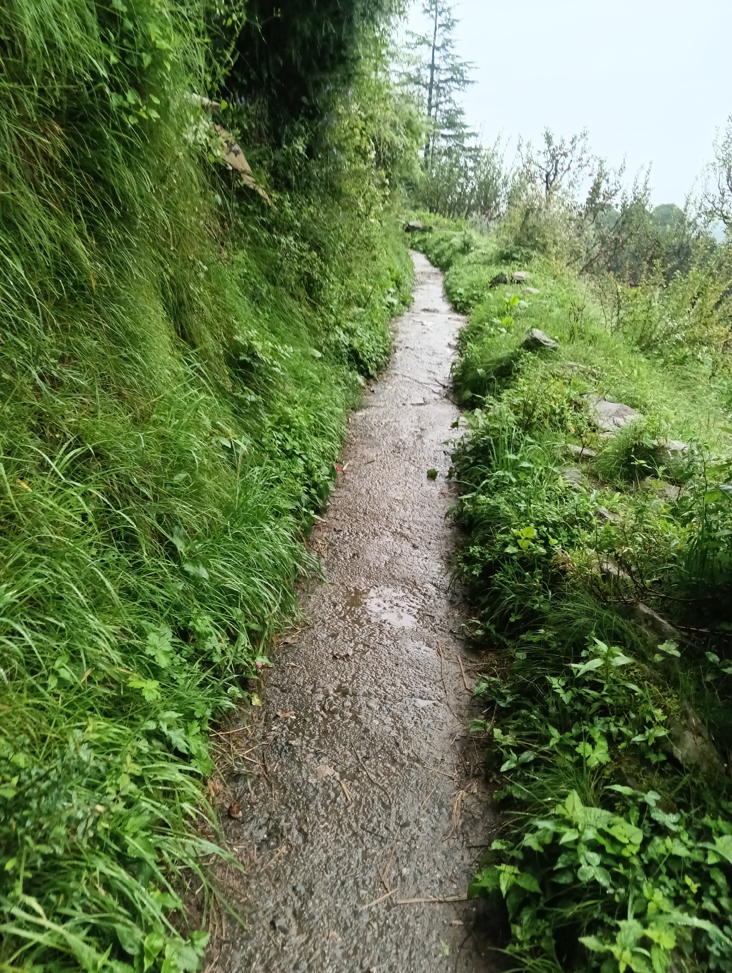 A narrow, wet, paved pathway winds through a lush green, mountainous landscape. The path is flanked on the left by dense, tall grass and foliage that grows up a steep incline. On the right, the path is bordered by lower-lying green plants, rocks, and more vegetation. In the background, tall trees, including a prominent pine, reach towards an overcast sky. The overall impression is of a natural, perhaps remote, trail in a humid, possibly post-rain, environment. The image is taken from a ground-level perspective, looking forward along the path. This scene is consistent with the natural beauty found in areas surrounding Manali, India, a popular hill station known for its mountainous terrain and natural environment.