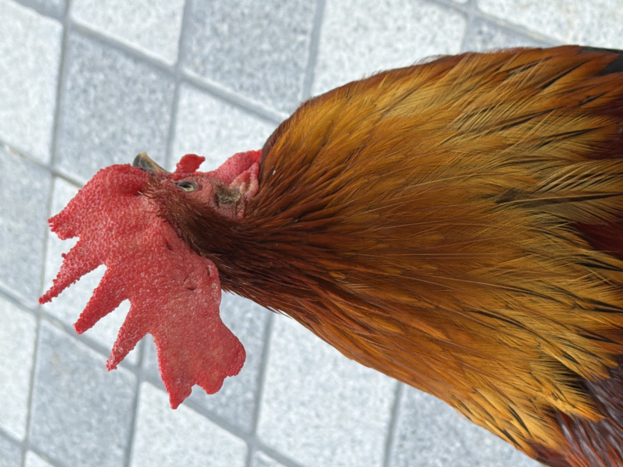 This is a close-up, overhead shot of a rooster, focusing on its head and upper body. The rooster has a prominent, bright red comb on its head and rich, reddish-brown and golden feathers. The background is a tiled surface, appearing to be light grey and white. The image is well-lit, emphasizing the texture and color of the rooster's plumage. It is not possible to determine the location within Baan Bo Phut, Thailand from this image.