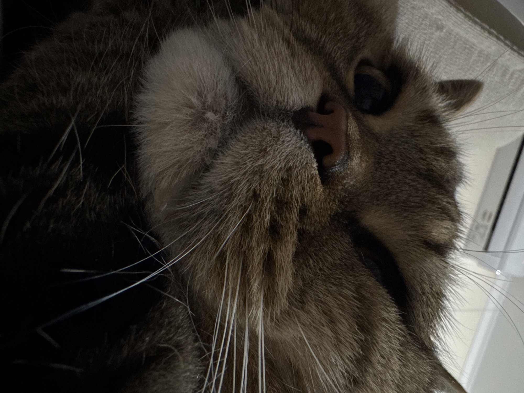A close-up, low-angle shot focuses on the face of a tabby cat, its fur a mix of brown and black stripes. The cat's left eye is dark and partially visible, while its right eye is mostly closed, giving it a sleepy or contented appearance. Its pink nose is prominent, and its white whiskers fan out against its brown fur. The cat appears to be resting on a textured, light-colored surface, possibly a blanket or sofa. The background is indistinct, with a white ceiling fixture visible in the upper portion of the image. The scene is indoors, with artificial lighting. The image was taken in Mikhaylovsk, Russia.