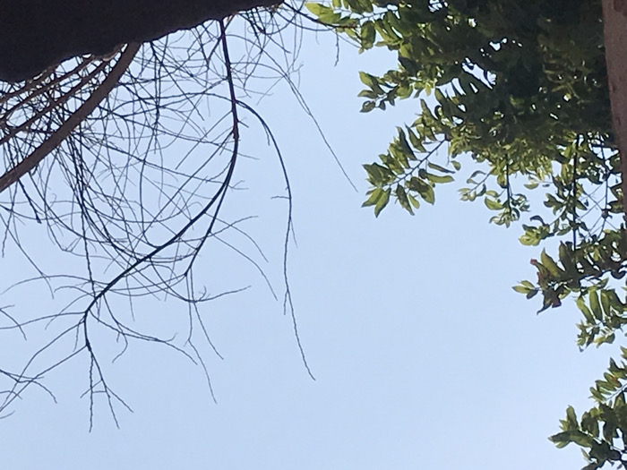 The image presents a view looking up at the sky through tree branches. On the left, bare, spindly branches of a deciduous tree create a delicate, intricate network. To the right, leafy green branches offer a contrast in texture and color. The sky is a clear, pale blue, providing a backdrop to the contrasting elements of nature. A neutral colored pillar can be seen on the right in addition to the leafy branches.