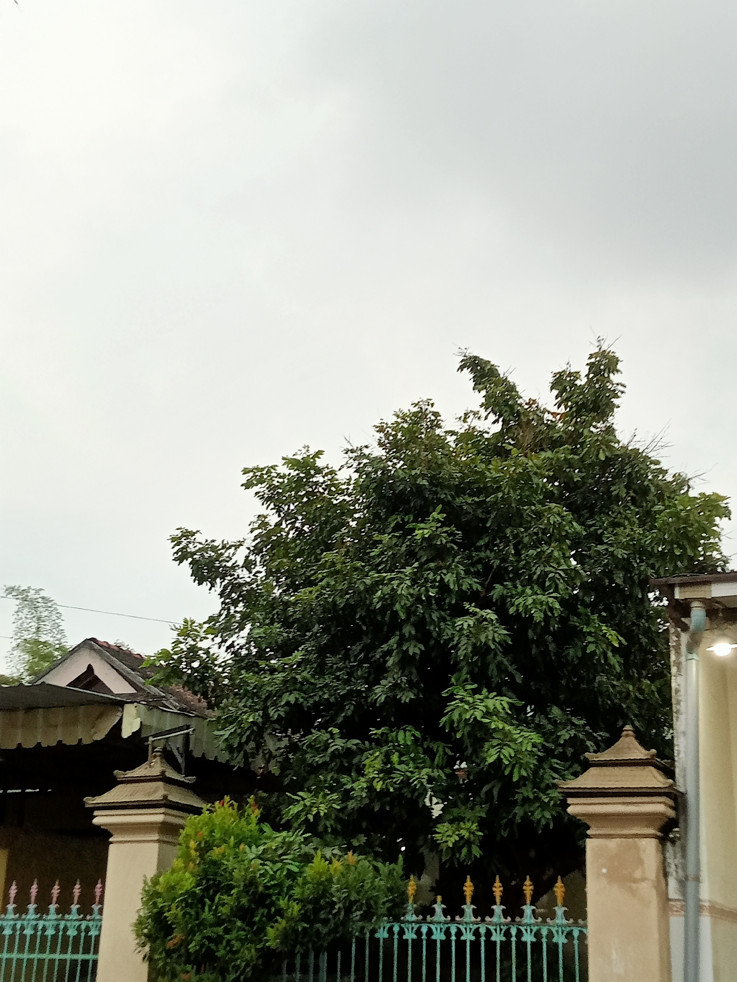The image depicts an outdoor scene with a large, dense green tree dominating the center and right portions of the frame. The tree's canopy is full of leaves, with some bare branches visible towards the top. In the background, a light gray, overcast sky occupies the upper half of the image.
To the left of the tree, the roof of a building with a dark tiled surface and a lighter colored overhang is visible. This building appears to be a house or residential structure, suggesting a domestic setting. In front of the building, two ornate pillars stand, made of a light-colored material, possibly concrete or stone. A decorative metal fence, painted in a turquoise color with pink and yellow accents, runs across the bottom of the image, separating the foreground from the structures behind it. A small, bushy green plant is situated between the pillars.
To the far right, a portion of a building with a light yellow facade is visible, featuring a downspout and an outdoor light fixture. The overall impression is of a residential area, likely in a city or town, given the presence of buildings and a fence. Based on the context provided, this scene is located in the city of Simo, Indonesia. The lighting suggests it is daytime, possibly overcast or early morning/late afternoon due to the diffused light. There are no people or animals visible in the image.