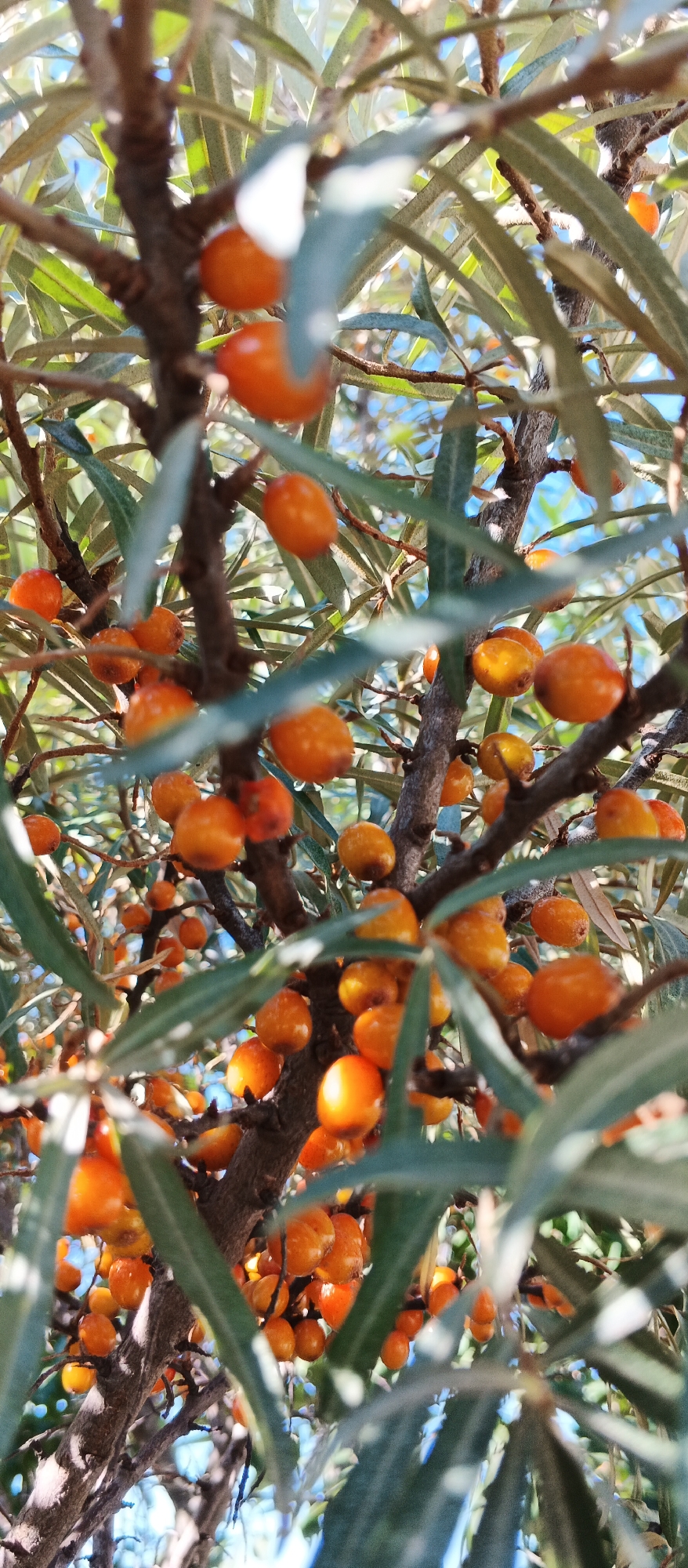 A close-up, vertical shot showcases a dense cluster of ripe sea buckthorn berries and their foliage, with a bright blue sky visible in the background. The berries, small and round, are a vibrant orange hue and hang in clusters from the branches. The leaves are narrow and elongated, with a silvery-green coloration, and they partially obscure the berries and branches. The overall impression is one of natural abundance and a sunny day. The image does not contain any discernible landmarks or indicators that would definitively place it within the city of Smila, Ukraine, or any specific urban environment.