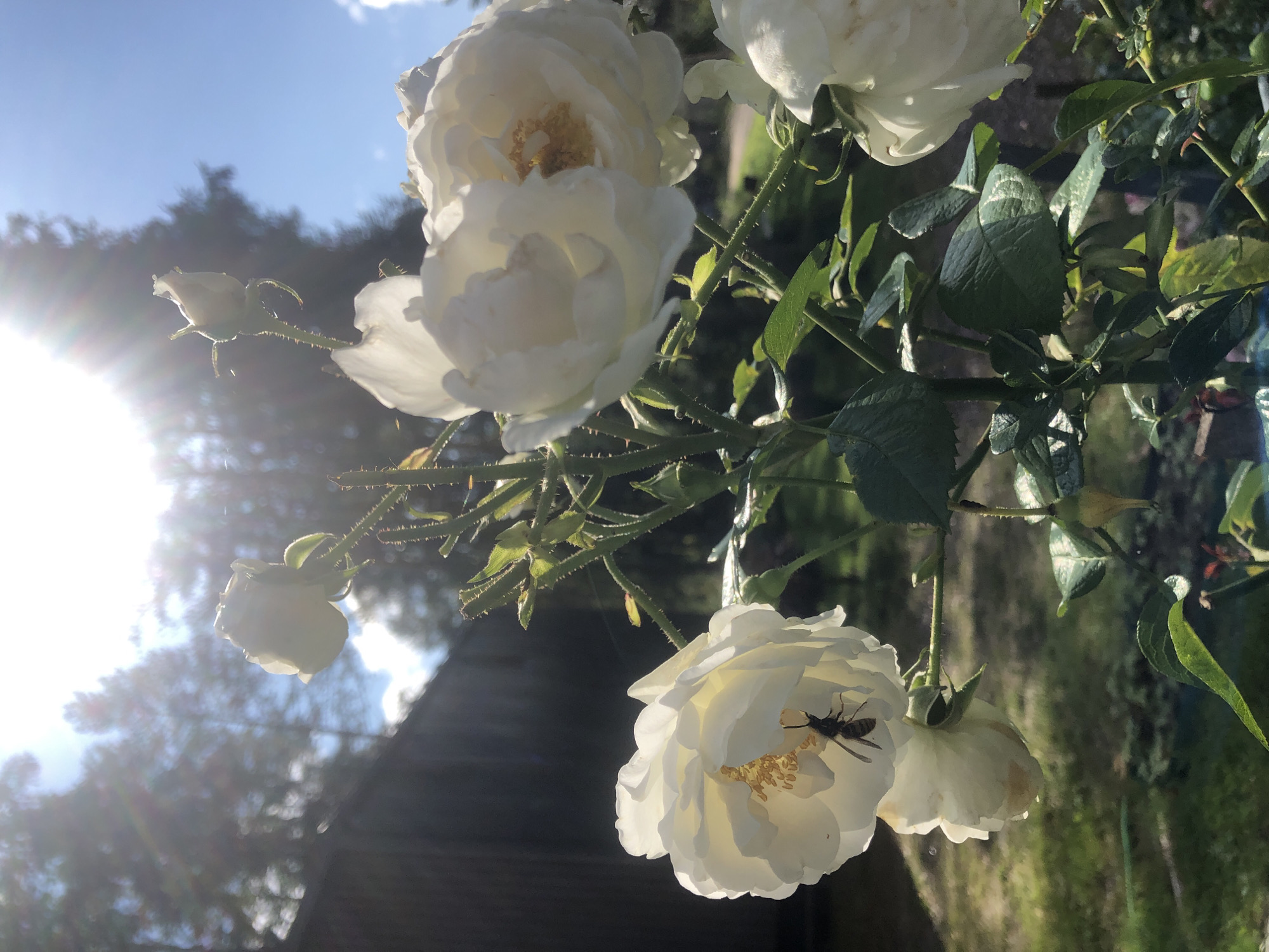 In a garden setting in Arfa, Russia, a close-up shot captures a cluster of white roses in bloom under a bright, sunlit sky with visible sun flares. A wasp is actively engaged with one of the roses, positioned inside its petals and near the stamen. The background shows out-of-focus trees and a wooden structure, possibly a fence or building, indicating a residential or park area. The overall scene is one of nature in a temperate climate, with a focus on the intricate details of the flowers and the insect's interaction.