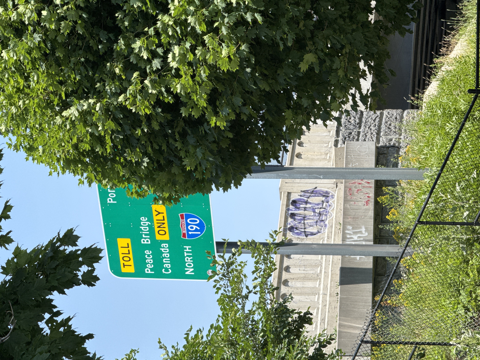 A street sign indicating "TOLL Peace Bridge Canada ONLY NORTH 190" is positioned above a concrete bridge with graffiti. The sign is green with yellow lettering and a blue shield indicating Interstate 190. Lush green trees with large leaves frame the sign and partially obscure the view of the bridge and the sky. Below the bridge, a chain-link fence runs diagonally across the frame, bordered by tall green grass and yellow wildflowers. The scene appears to be outdoors on a bright, sunny day. The location is a street in Buffalo, New York, United States of America, as indicated by the sign for the Peace Bridge, which connects Buffalo to Fort Erie, Ontario, Canada.