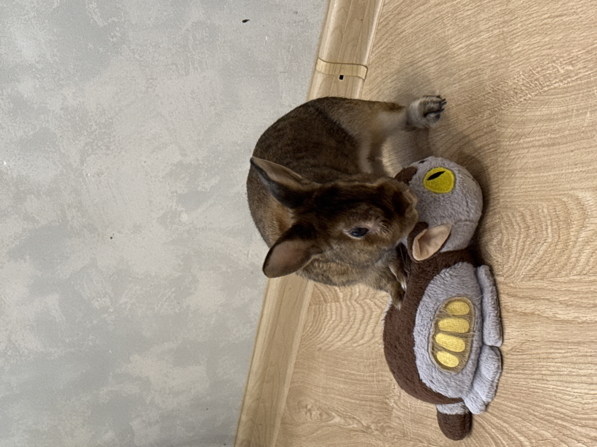 A brown rabbit is playing with a stuffed toy on a wooden floor in front of a textured wall. The rabbit is standing over the toy, which is gray and brown with yellow accents. The wall is a light gray color with visible texture. The wooden floor has a visible grain pattern. There are no people present in the image. The image was taken in Solikamsk, Russia.