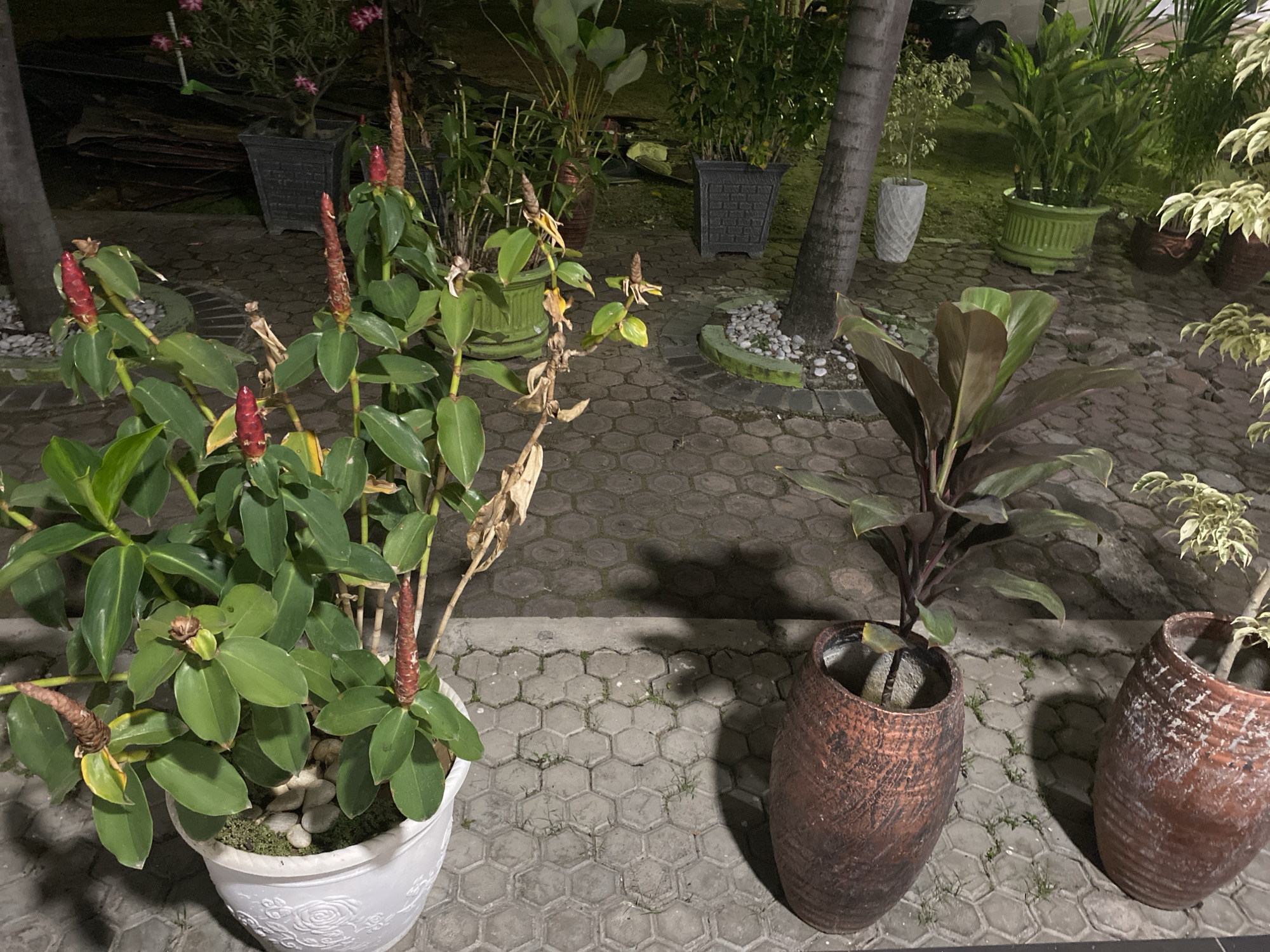 The image shows an outdoor patio area at night, likely in Banda Aceh, Indonesia, as indicated by the presence of tropical plants and the textured hexagonal paving stones. In the foreground, a white planter with embossed floral patterns contains a plant with large green leaves and prominent red cone-shaped blooms, possibly a variety of ginger. Adjacent to it, to the right, are two large, rustic brown ceramic planters. One contains a plant with dark reddish-brown leaves, and the other holds a smaller plant with variegated green and white foliage. Further back, several other potted plants of various sizes and types are visible, including a tall palm tree on the right. The ground is paved with interlocking hexagonal concrete tiles. The lighting suggests it is nighttime, with artificial light illuminating the scene. No people are visible in the image.