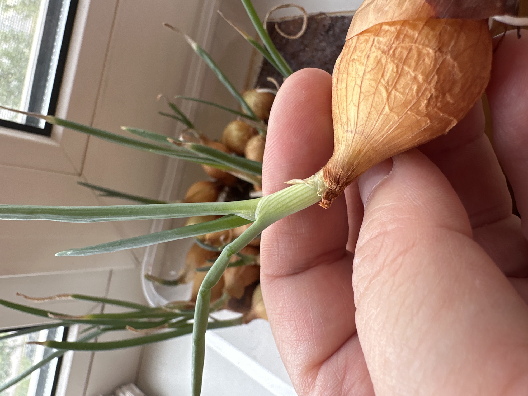 A person's hand is holding a small, dry, golden-brown onion with green sprouts emerging from its top. The onion is positioned in the foreground, with the person's thumb and index finger gently supporting it. The onion has a wrinkled skin and a pointed tip. The green sprouts are thin and elongated, some reaching upwards. In the background, several other onions with similar sprouts are visible, partially submerged in water within a clear plastic container. The container is placed on a windowsill, with a window behind it showing a blurred outdoor view of trees and buildings. The scene appears to be indoors, likely in a domestic setting, potentially on a windowsill in Podolsk, Russia, where natural light is coming through the window.
