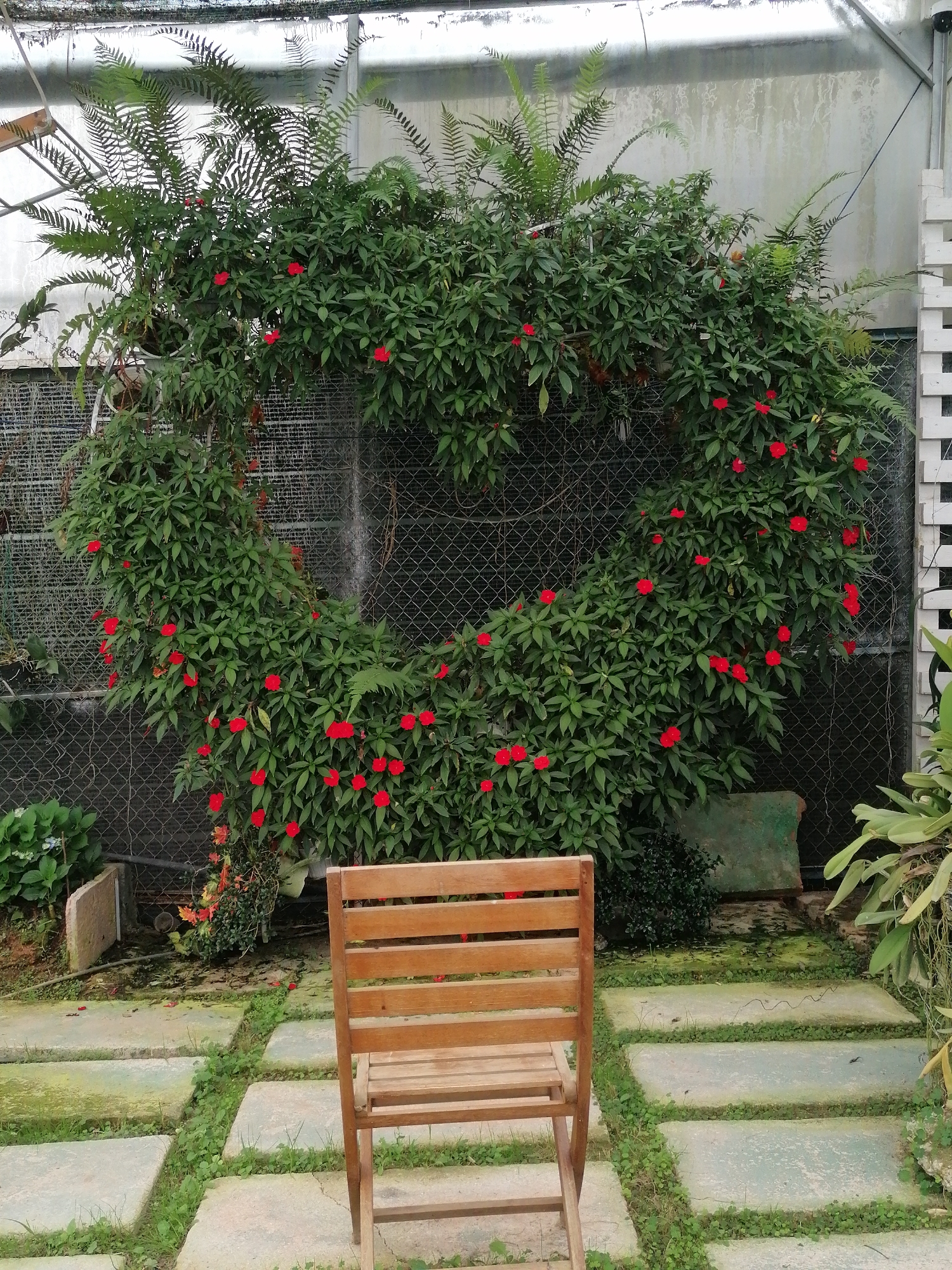 This image captures a tranquil indoor garden or greenhouse scene, likely in Lạc Dương, Vietnam, characterized by lush greenery and a rustic charm. In the foreground, a simple wooden slatted chair, viewed from behind, sits on a path composed of rectangular, light-colored stepping stones. Green grass and small plants grow between these stones, suggesting a natural, slightly overgrown pathway.
The central focus of the image is a large, meticulously shaped plant forming a heart, densely covered with vibrant green leaves and adorned with numerous bright red flowers. This striking floral heart is positioned against a chain-link fence, which is mostly concealed by the profuse foliage. Behind the fence, a white or translucent wall and additional green plants are visible.
Above the heart-shaped plant, the structural elements of a greenhouse are apparent, including a translucent roof and metal framing that show signs of age or moss growth. On the left side of the frame, large fern fronds extend upwards, contributing to the rich vegetation. Further green foliage and elements like a partially seen white slatted fence or trellis are visible on the right. The scene is brightly and evenly lit, indicating daytime conditions within the controlled environment of the greenhouse. The overall mood is peaceful and inviting, emphasizing the beauty of cultivated nature. There are no people or discernible text in the image.